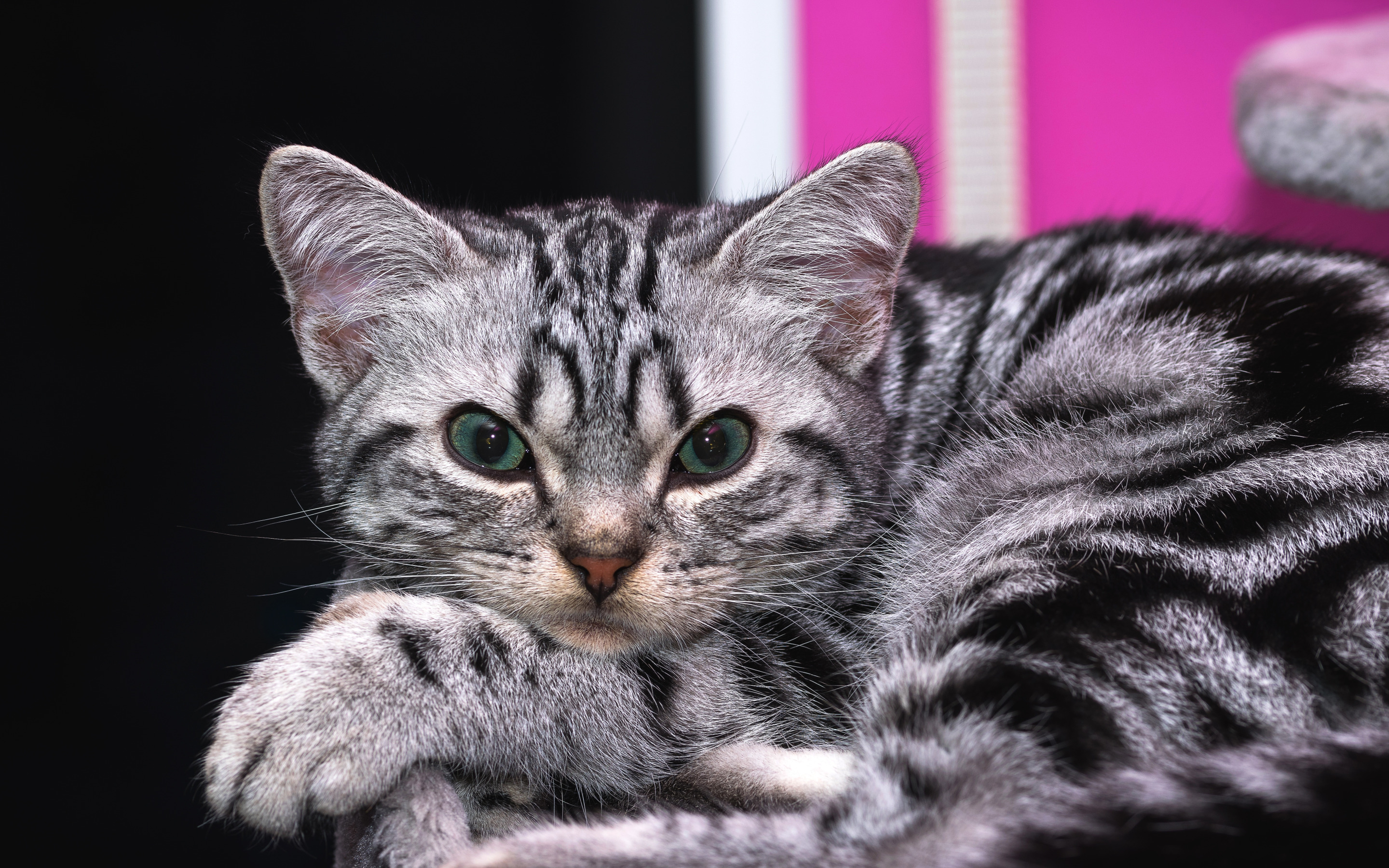 Скачать обои кошка, кот, взгляд, поза, котенок, фон, портрет, лапы, раздел кошки