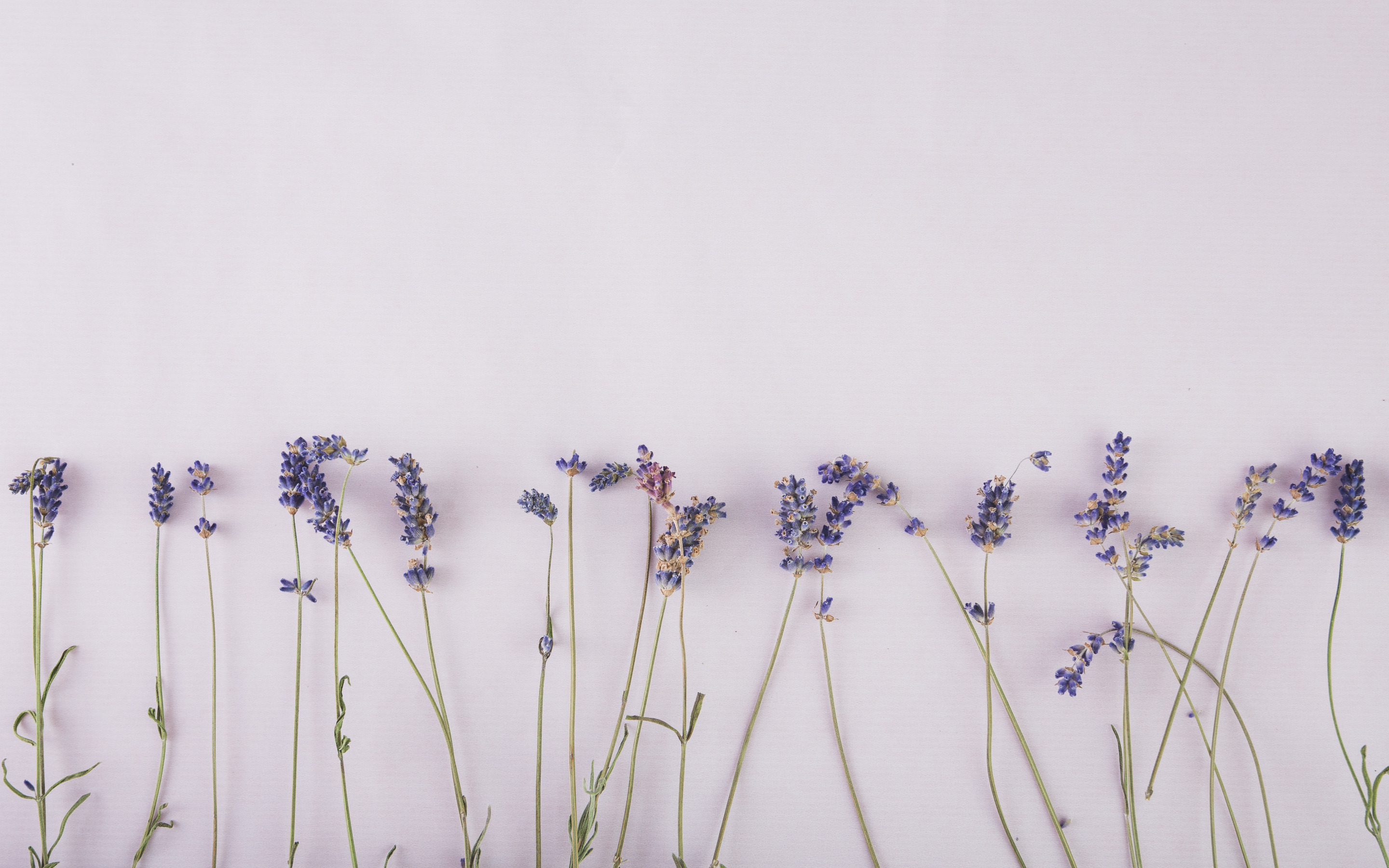 Soft lavender. Лаванда (Lavandula) Эстетика. Лаванда узколистная гербарий. Цветы Минимализм. Мелкие цветы.