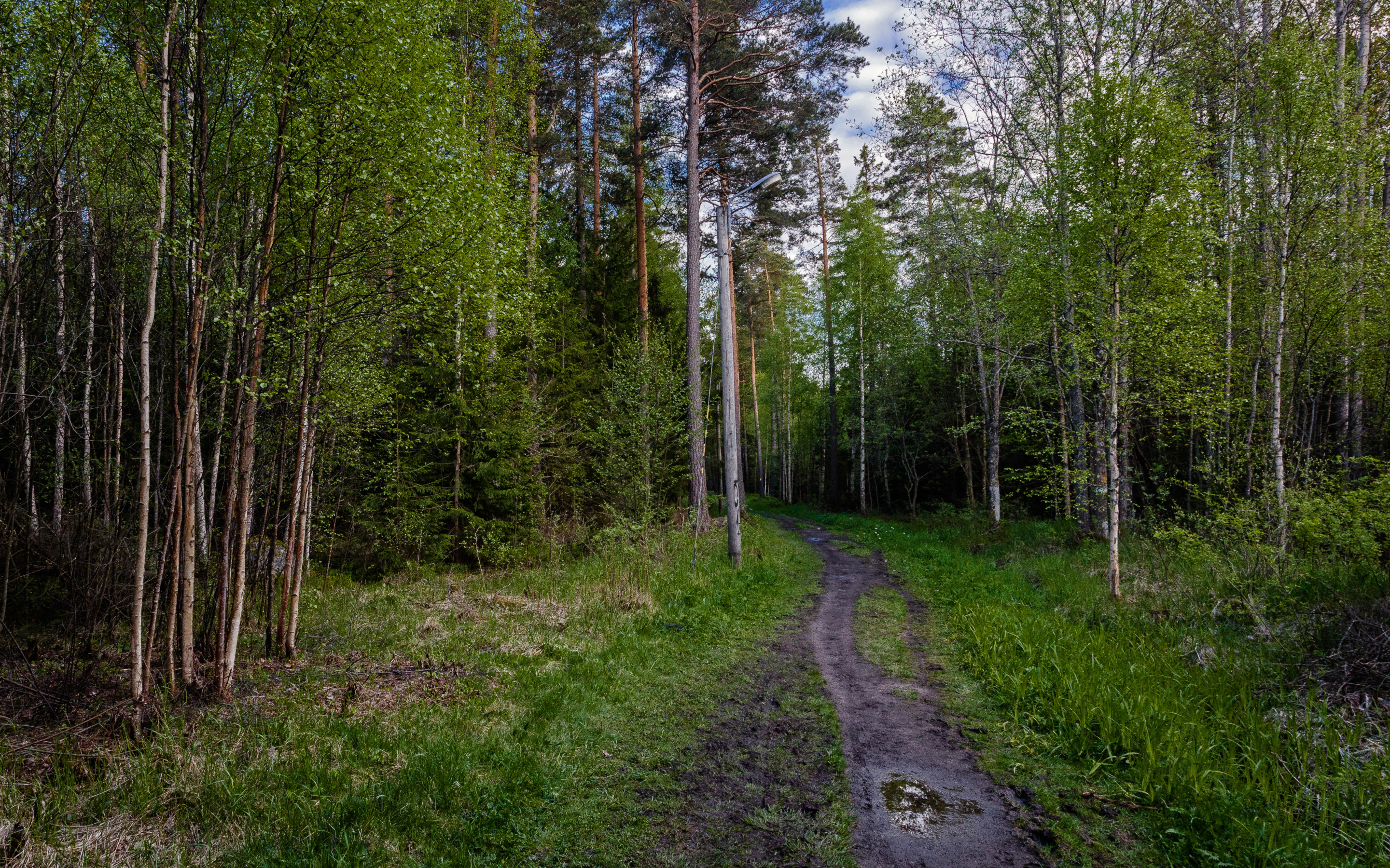 Фото Леса Новгорода