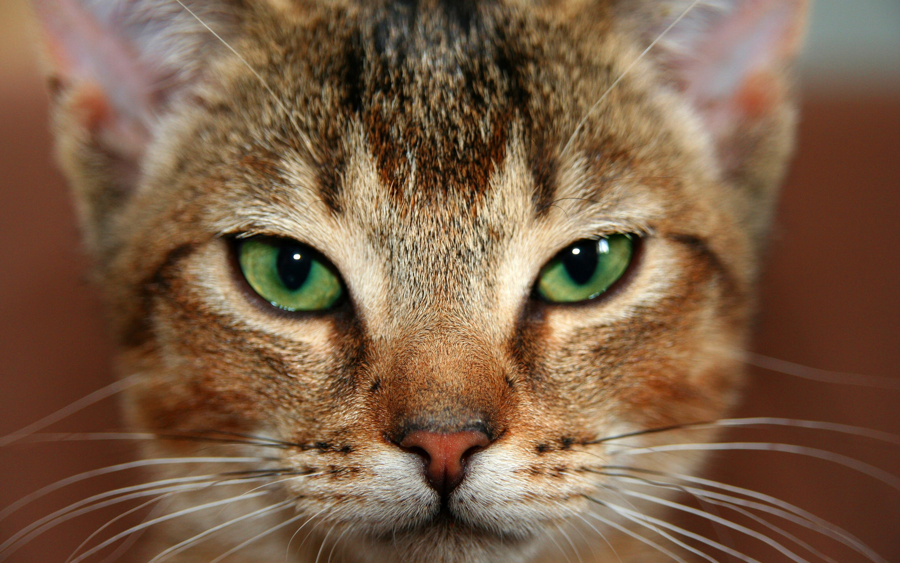 Крупно фото кошек. Абиссинская кошка морда. Морда кота. Абиссинская зеленоглазая кошка. Кошка с зелеными глазами.