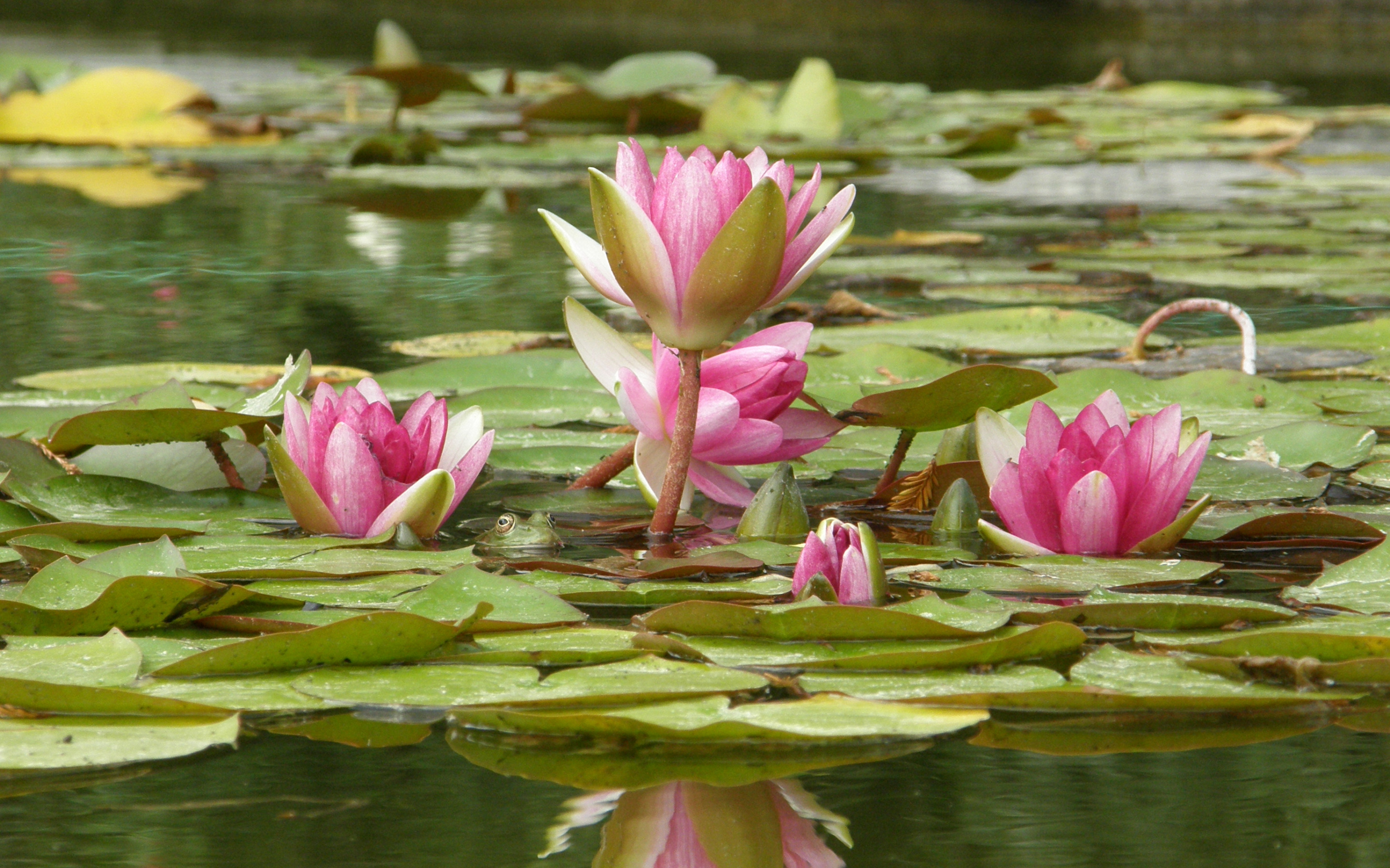 Сцены с лотосами на воде. Лотос кувшинка водяная Лилия. Кувшинки Лотос цветы лотоса. Розовая Болотная кувшинка. Лотос кувшинка кубышка.