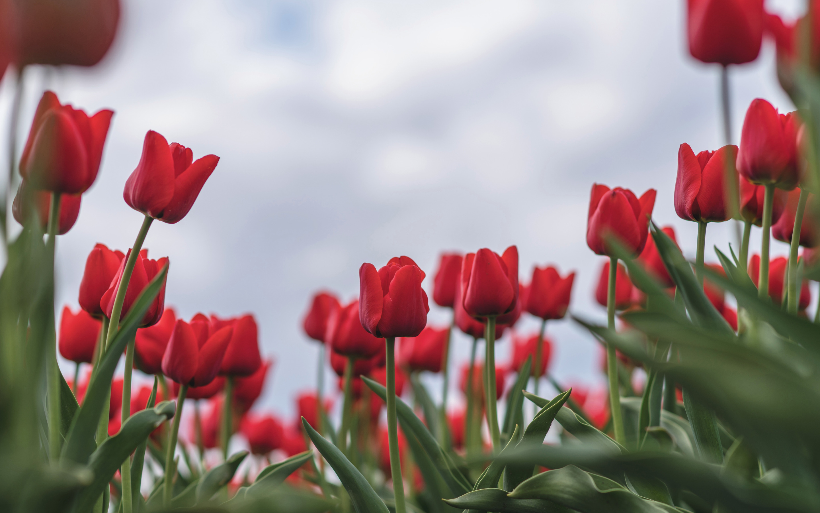 К чему дарят красные тюльпаны