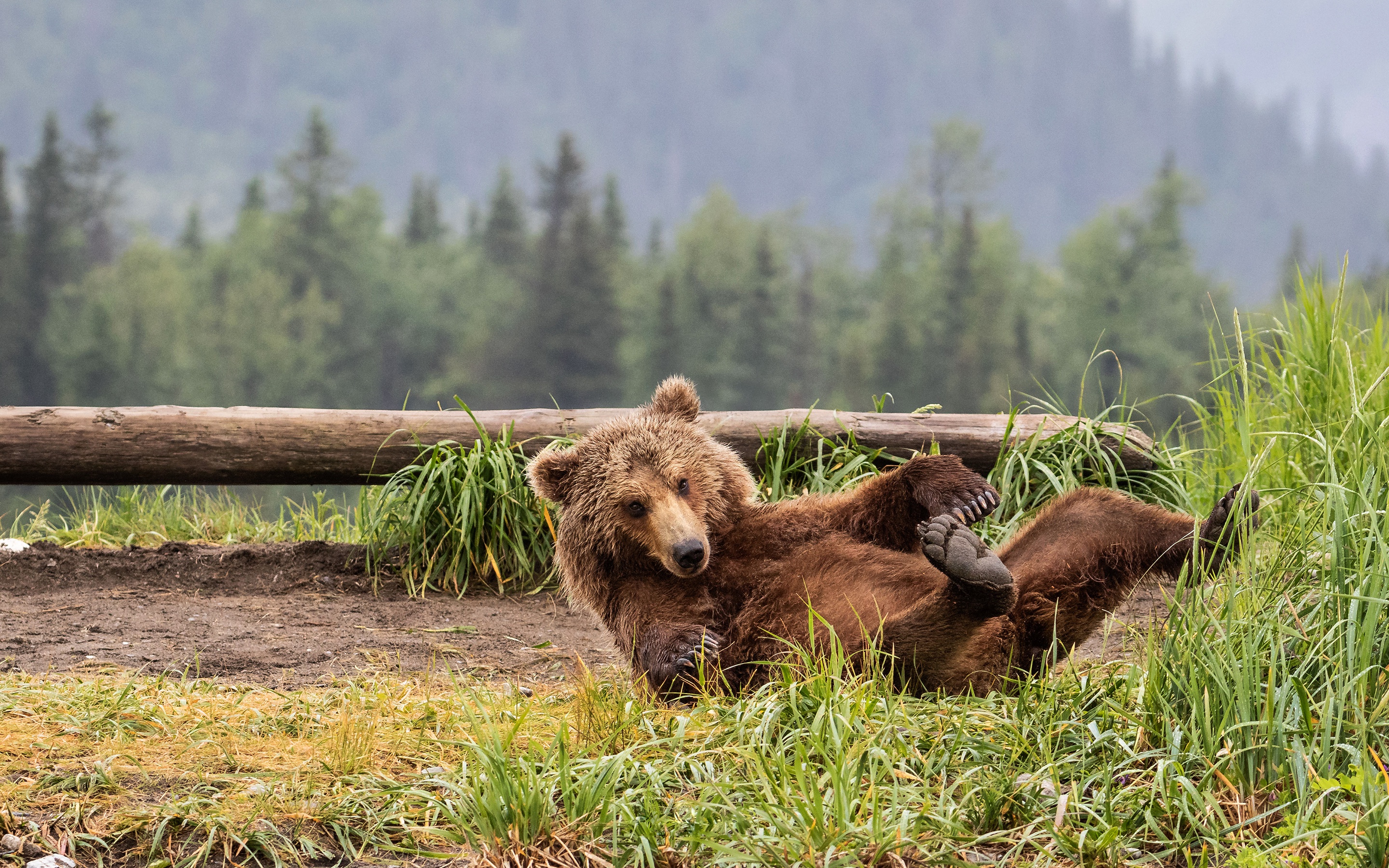 Countryside bears