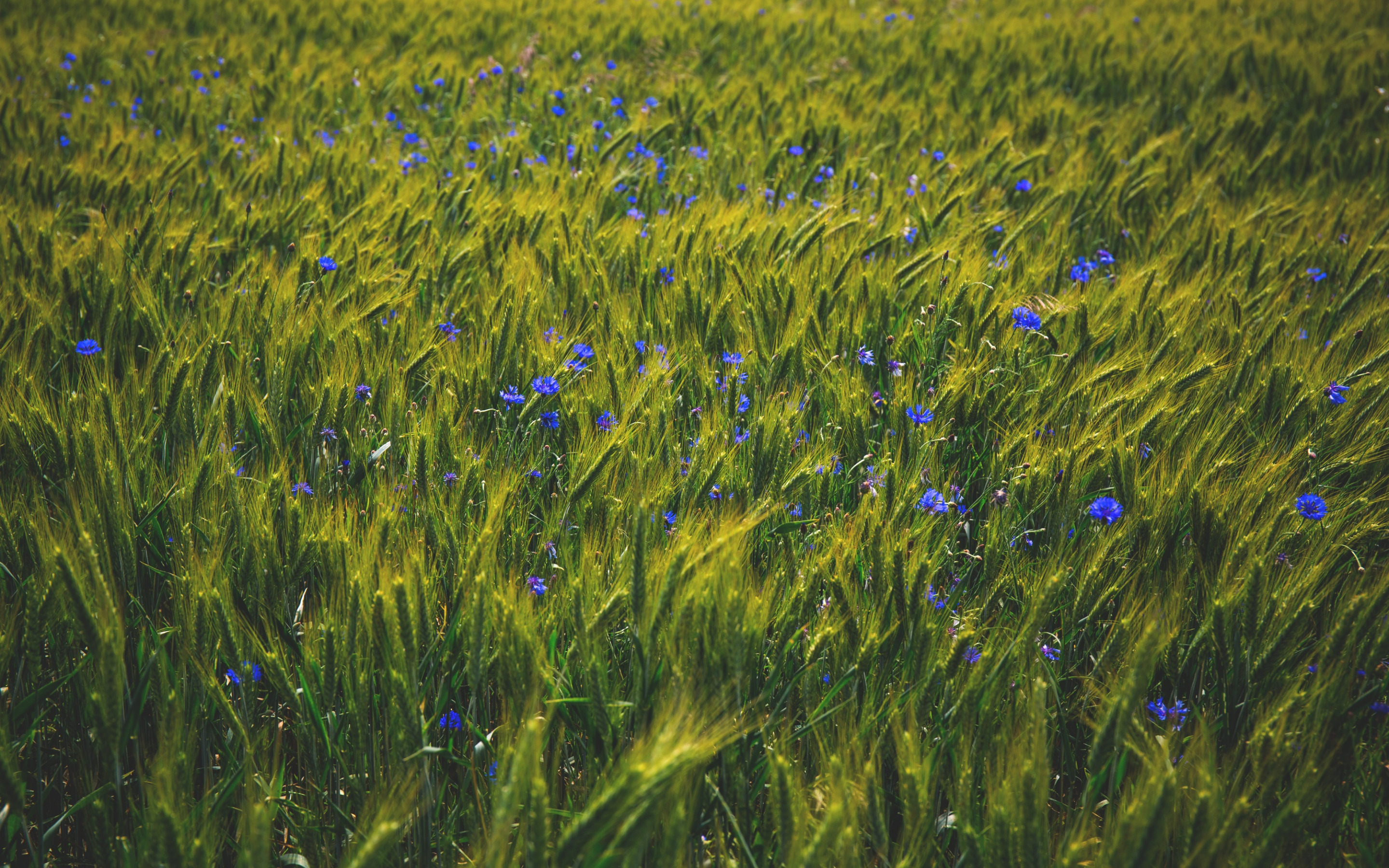 Синий цветок на лугу. Васильковое поле. Поле с васильками. Васильки в поле. Ржаное поле с васильками.