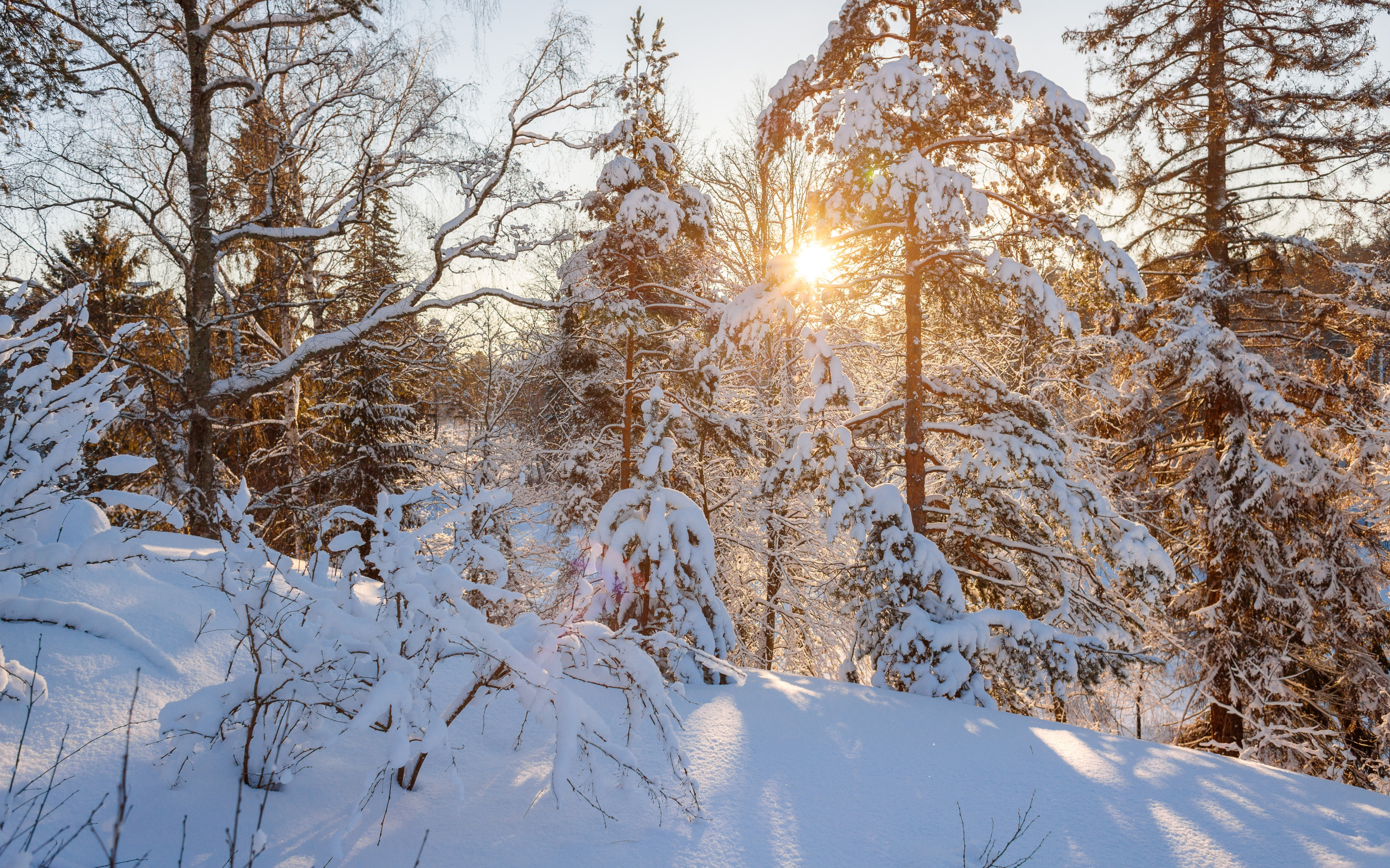 Зимнее снежное день. Зимний лес. Зимой в лесу. Солнечный зимний день. Зима солнце.