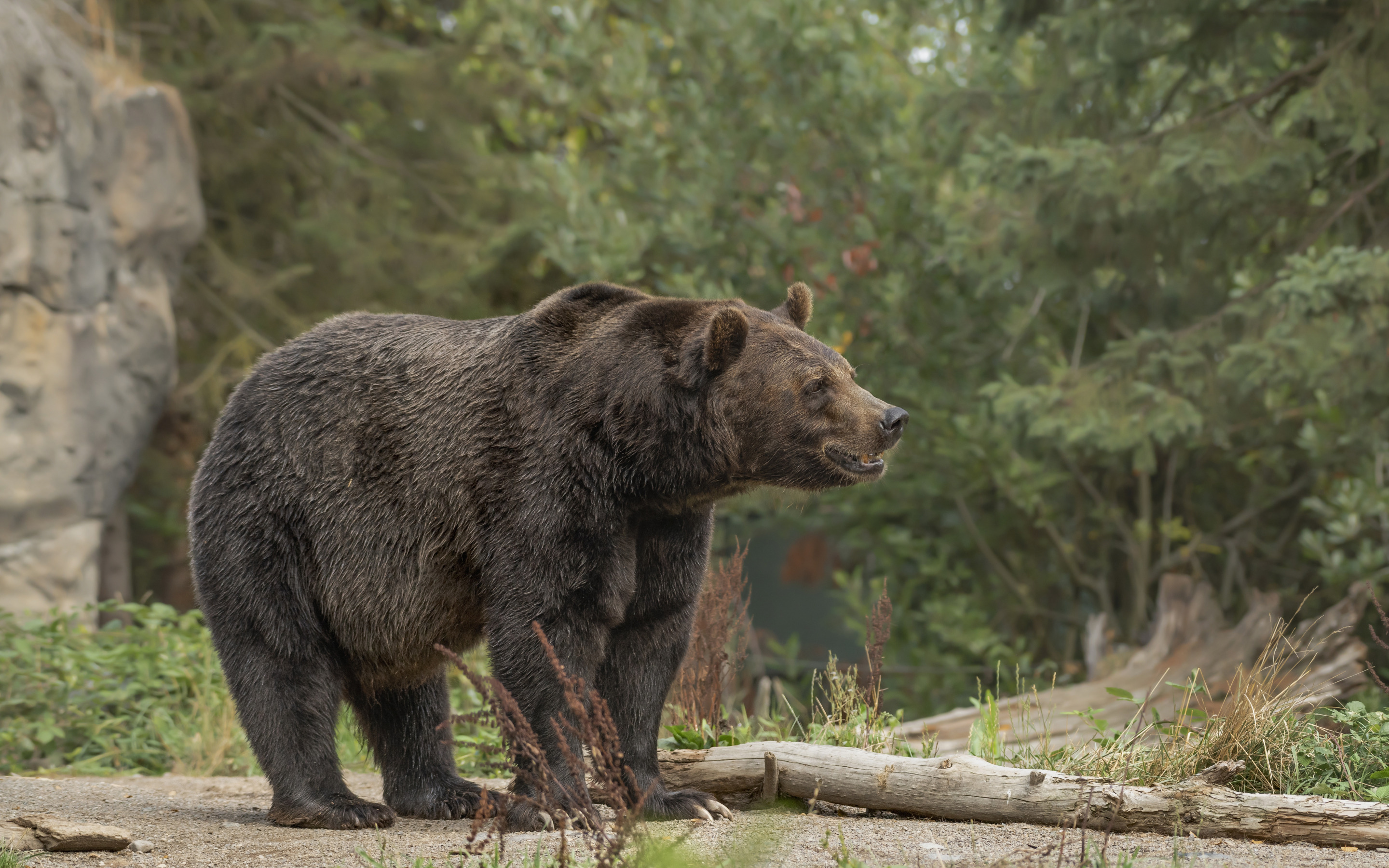 Есть ли медведь людей. Бурый медведь Хакасии. Медведь в лесу. Животные Хакасии медведь.