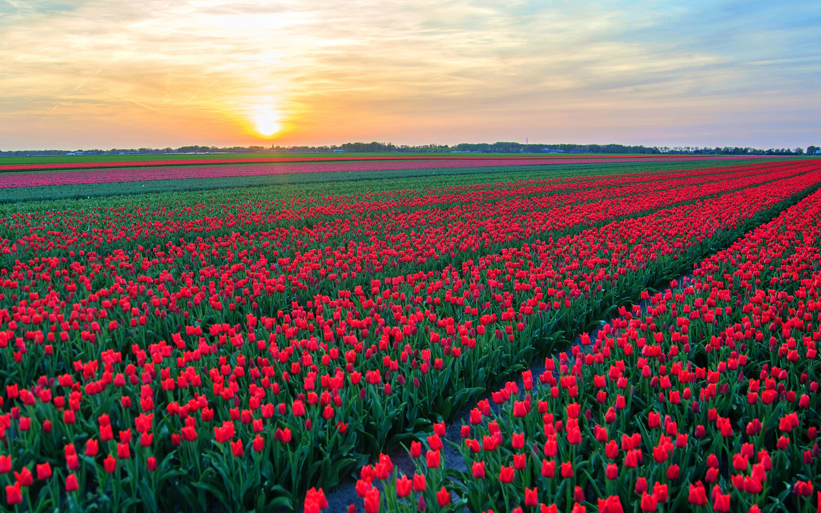 Где находится тюльпановое поле. Анапа тюльпановые поля. Тюльпановые поля в Крыму. Тюльпановые поля в Крыму село Янтарное.