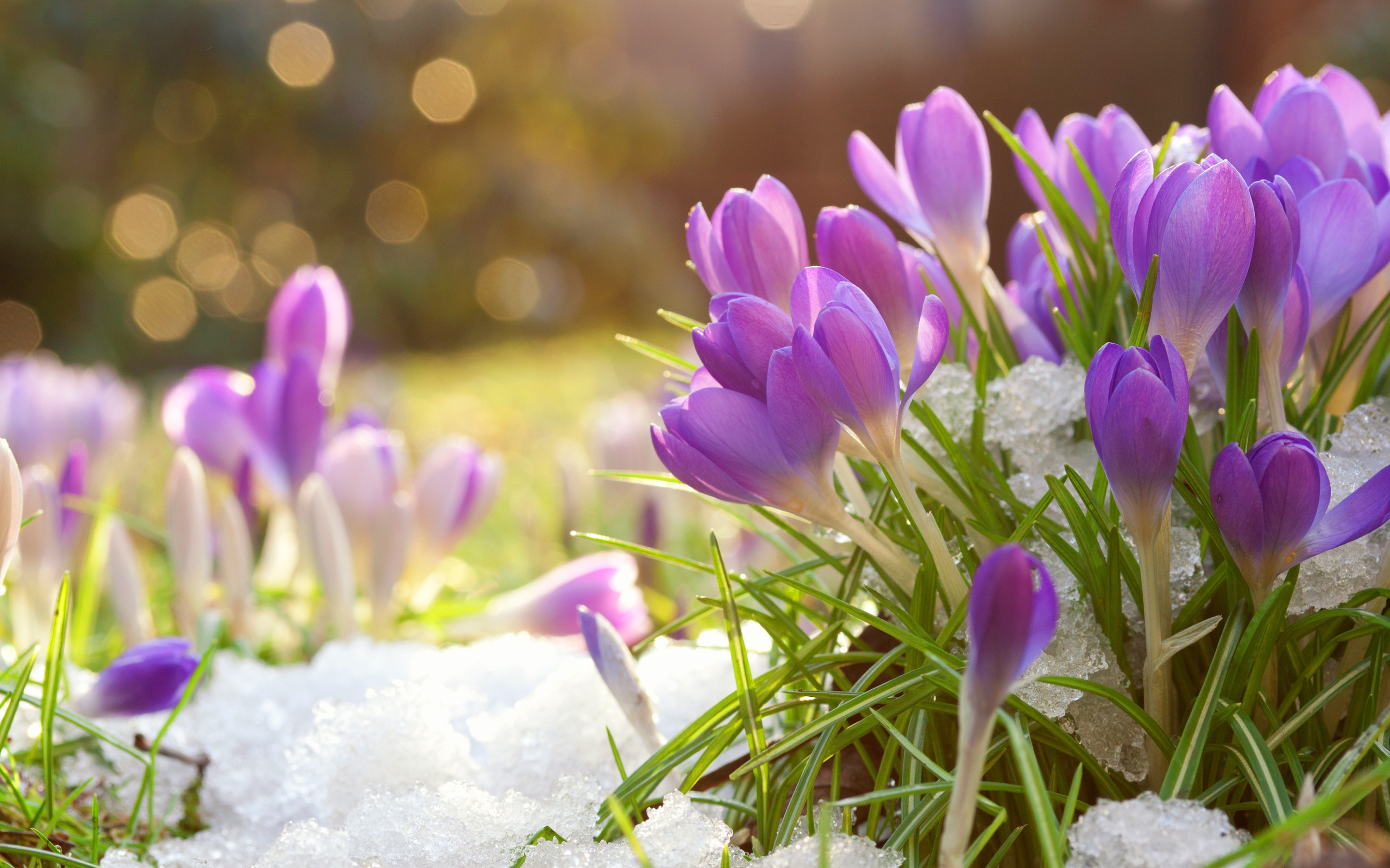Найти картинки с весной. Весенние цветы. Весенние цветы в снегу.