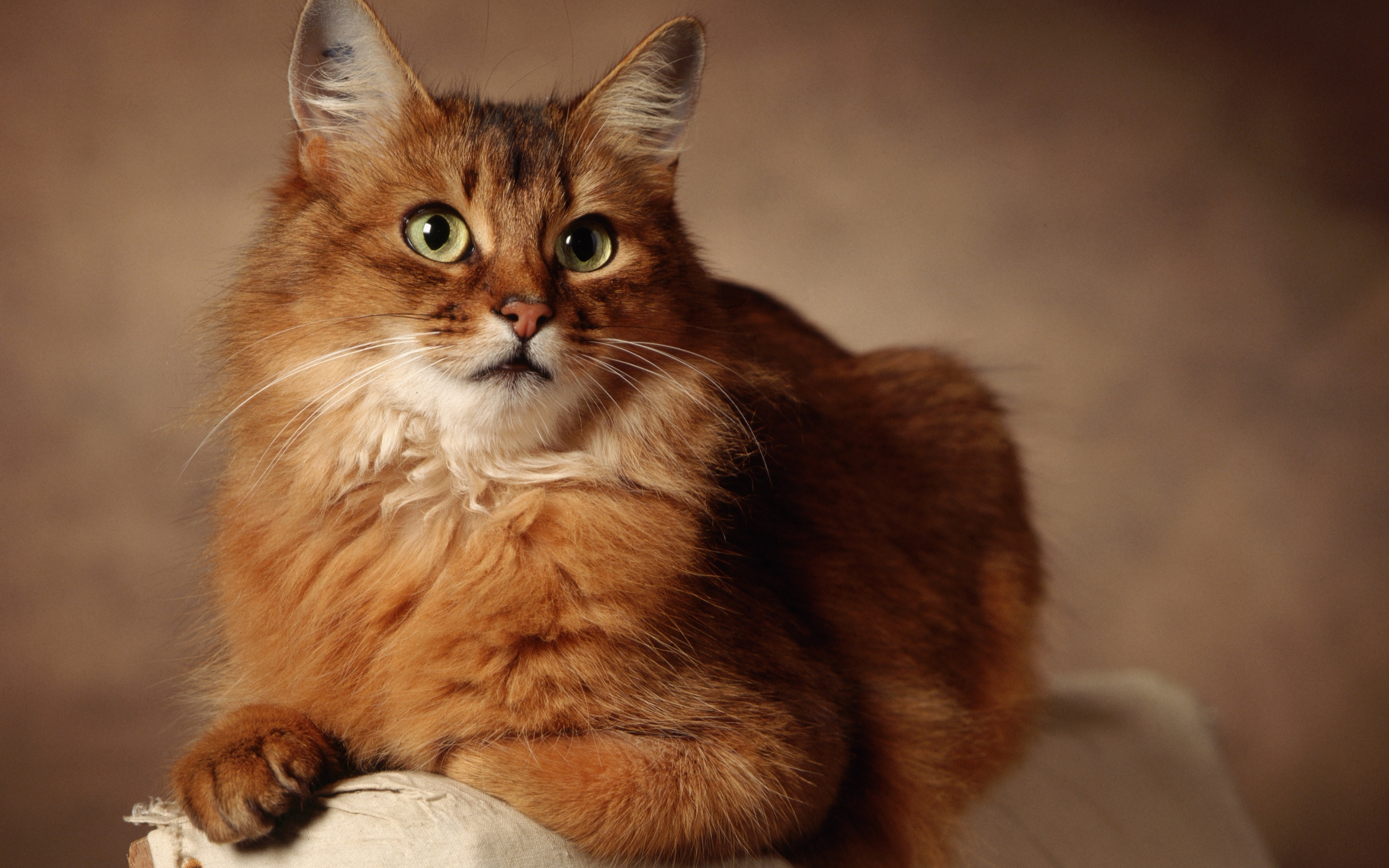 Прекрасная кошечка. Сомалийская кошка длинношерстная. Сомалийская кошка рыжая. Европейская длинношерстная кошка. Бирманская кошка рыжая.