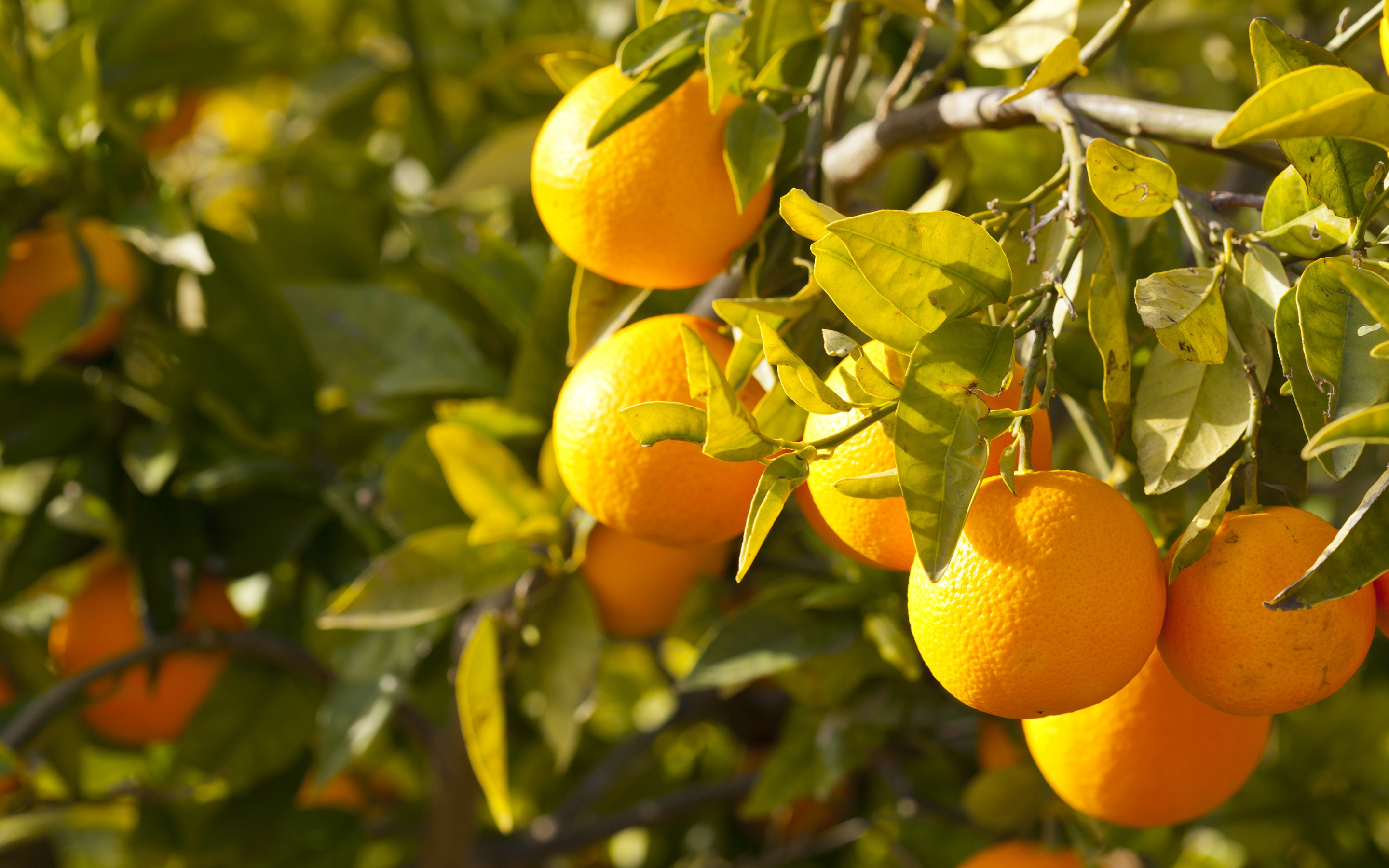 На дереве висят мандарины. Валенсийский апельсин. Апельсины Валенсия фото. Абхазский лимон оранжевый. Апельсин с веточкой.
