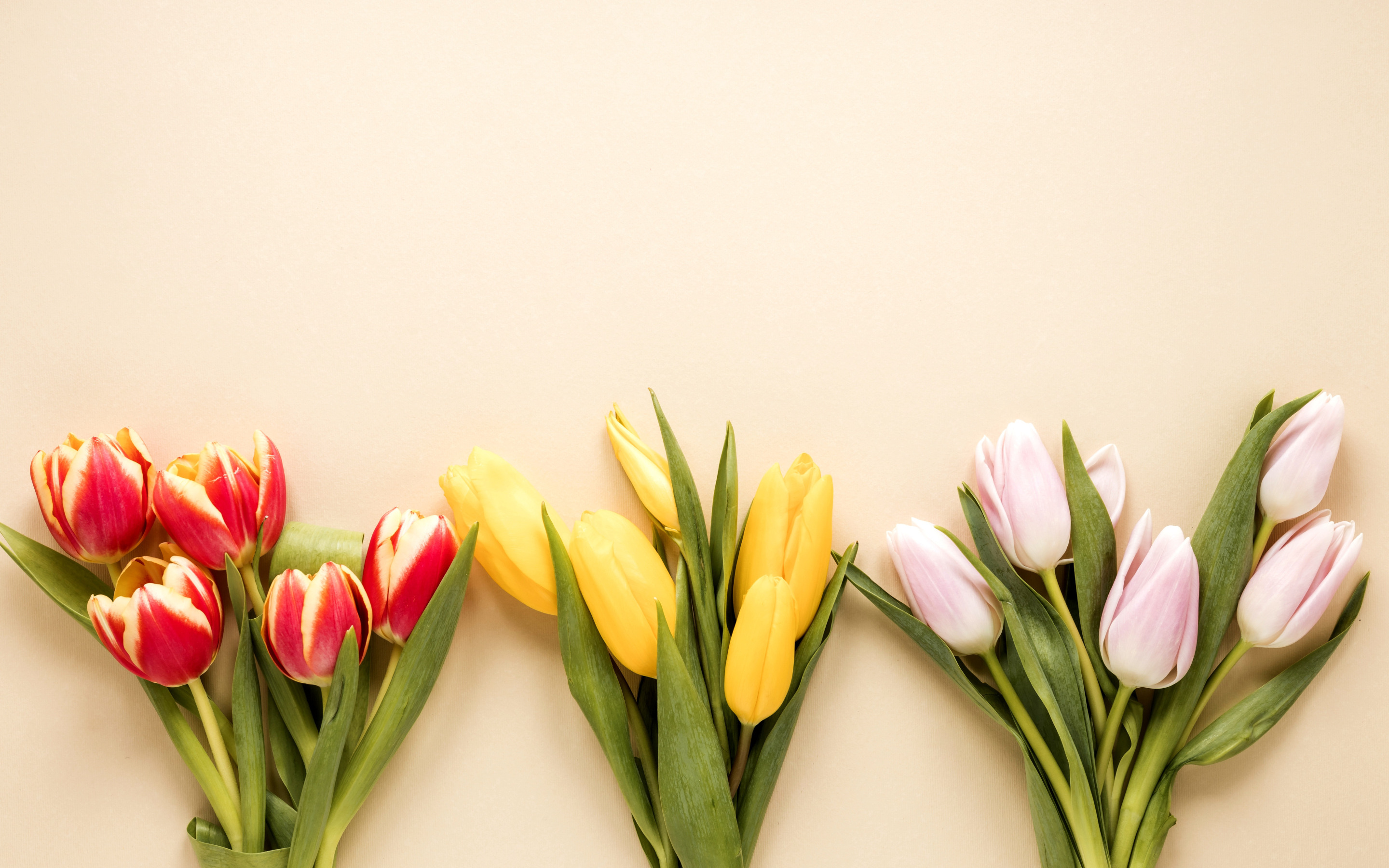 Тюльпаны минимализм. Тюльпан Джоинт дивижн. Цветы тюльпаны. Яркие тюльпаны.