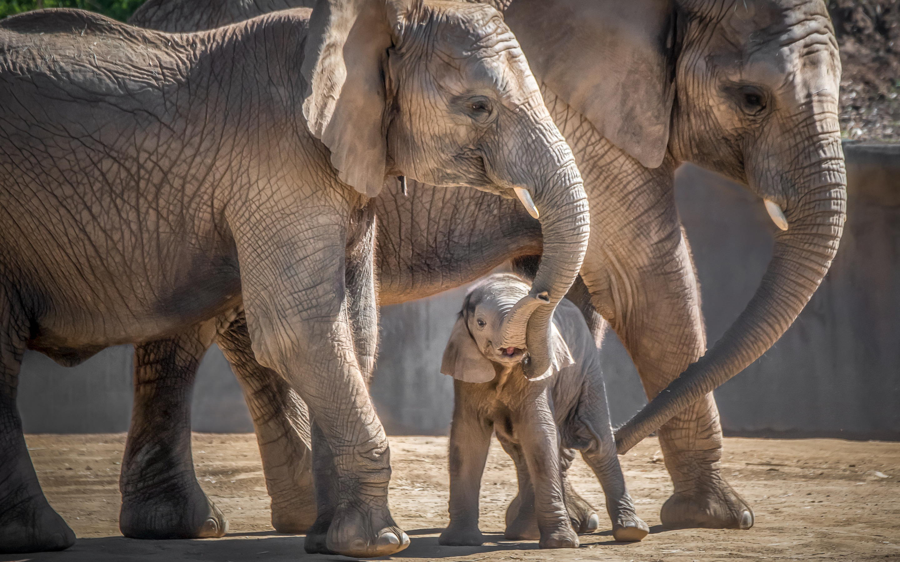 Слоненок. Слоны с детенышами. Слон и Слоненок. Семья слонов.