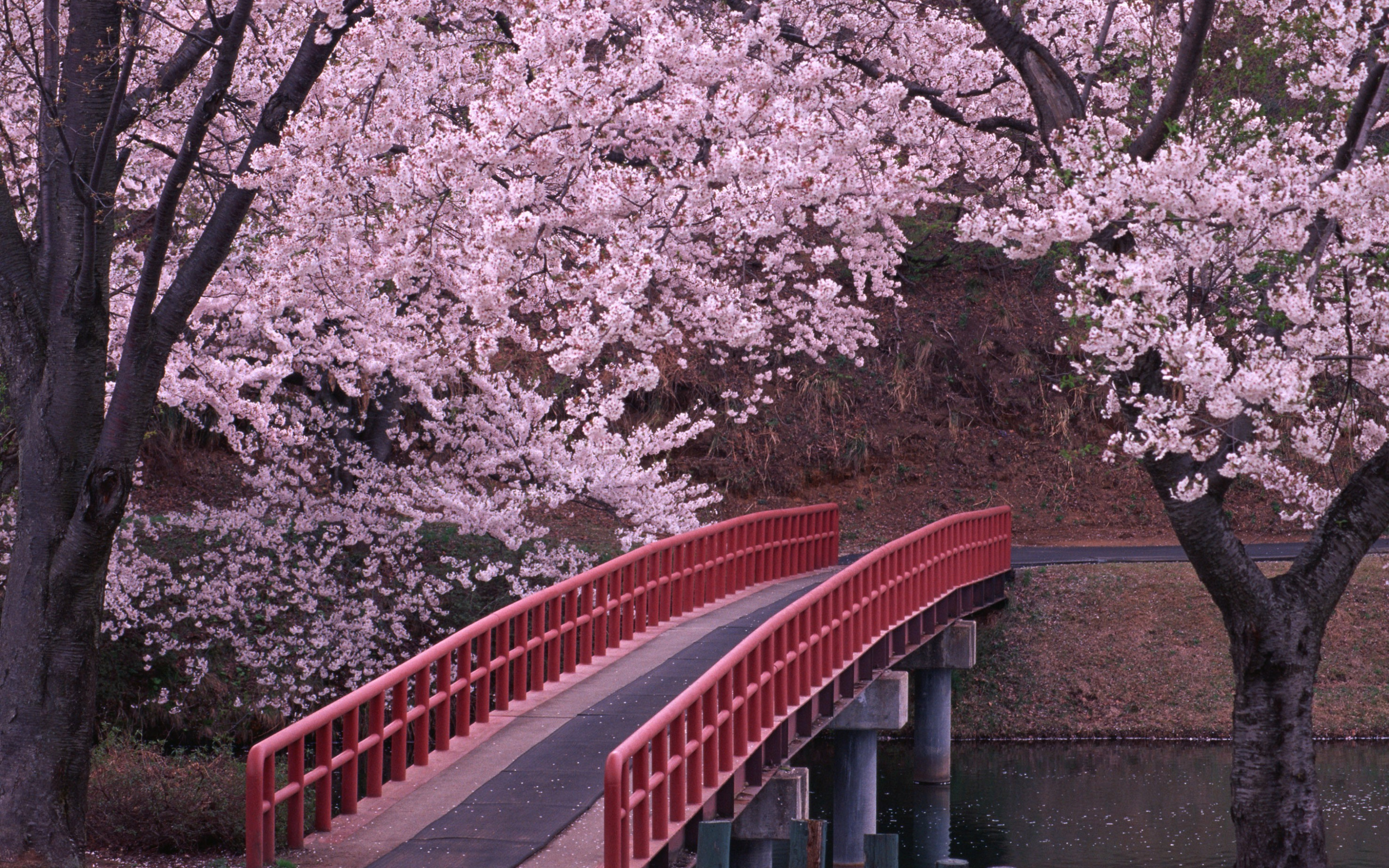 Blossom com. Сакура черри блоссом. Черри блоссом дерево. Сакура Намсан. Цветение Сакуры в Японии сады.