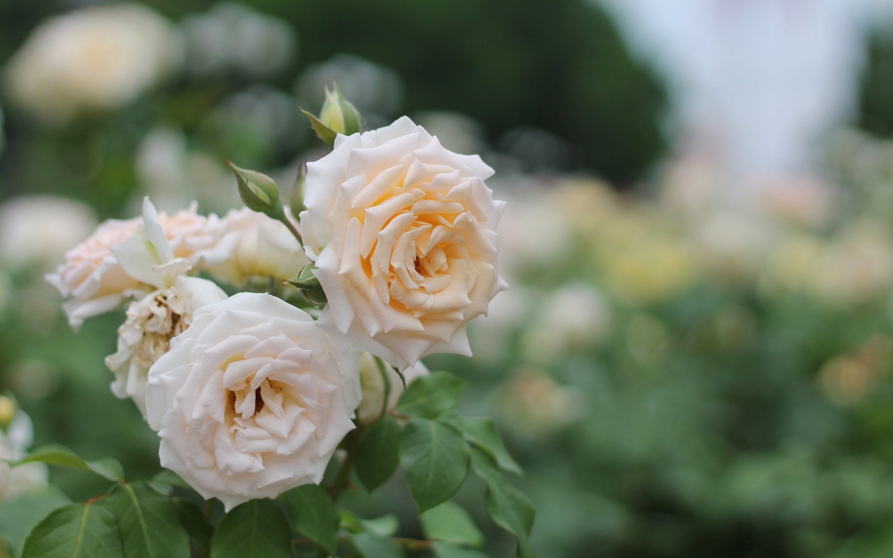 Лето цветы розы. Лето розы. Цветение роз. Обои на рабочий стол лето цветы розы.