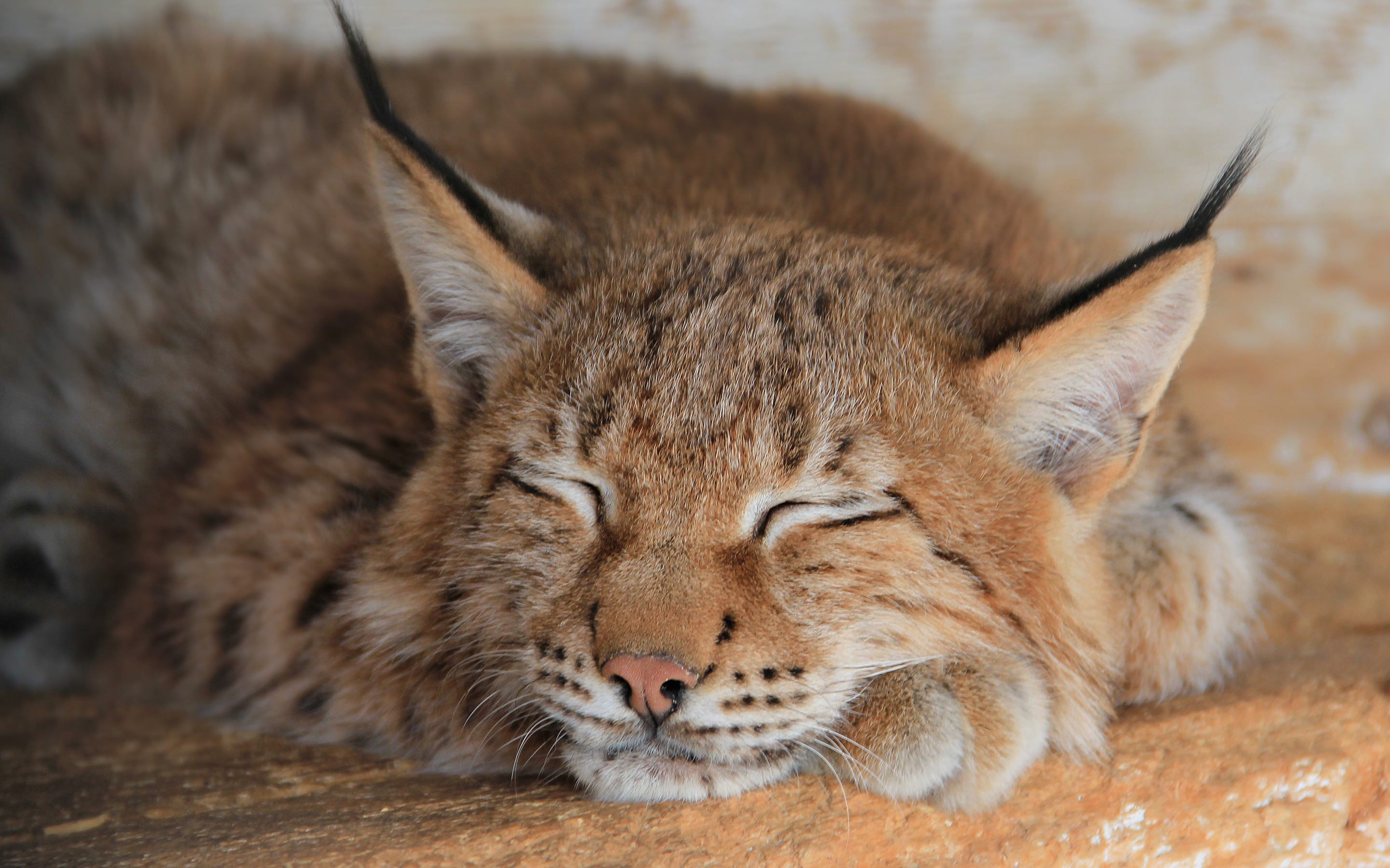 Рысь крупная кошка. Lynx Рысь. Бобкэт Рысь. Гималайская Рысь. Рысь европейская обыкновенная.