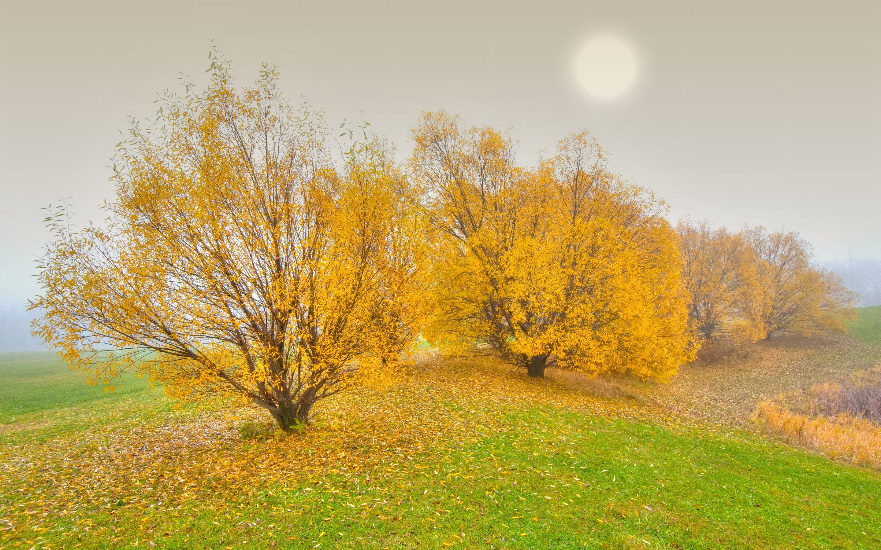 Осень какая трава. Светлая осень. Осенняя трава. Желтая трава и деревья. Осень желтые травы.