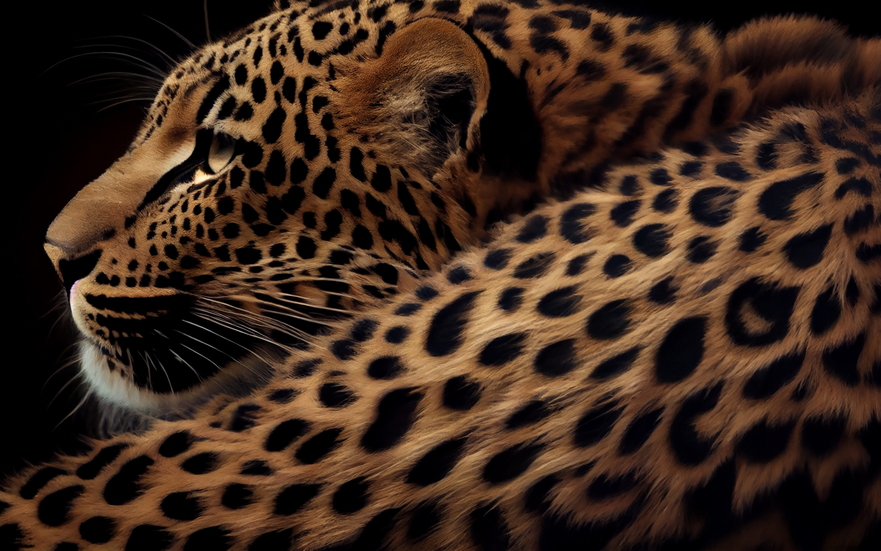 Free leopard spots slot