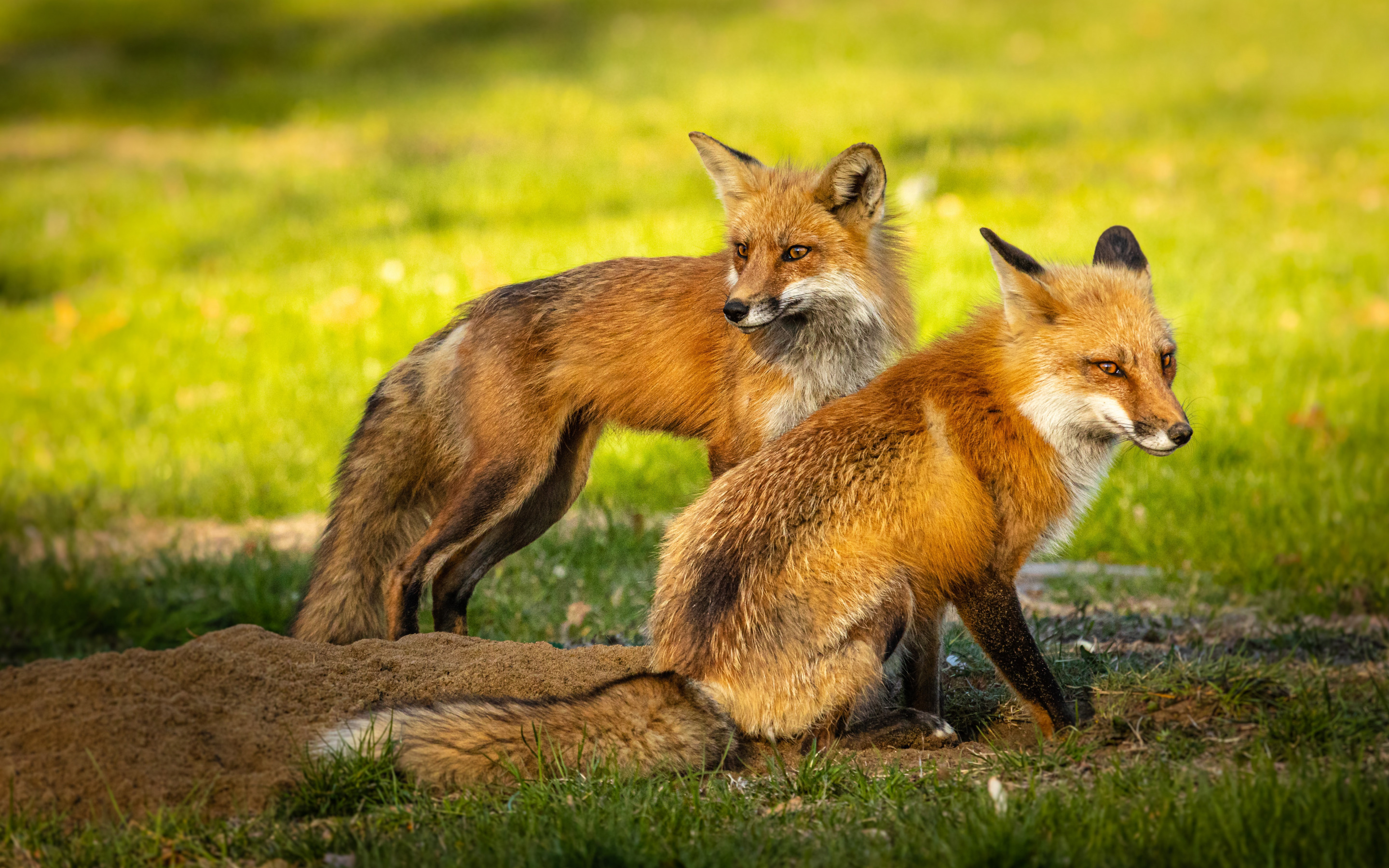 Fox ii. Лиса. Картинка лисы. Две лисы. Лисички животные.