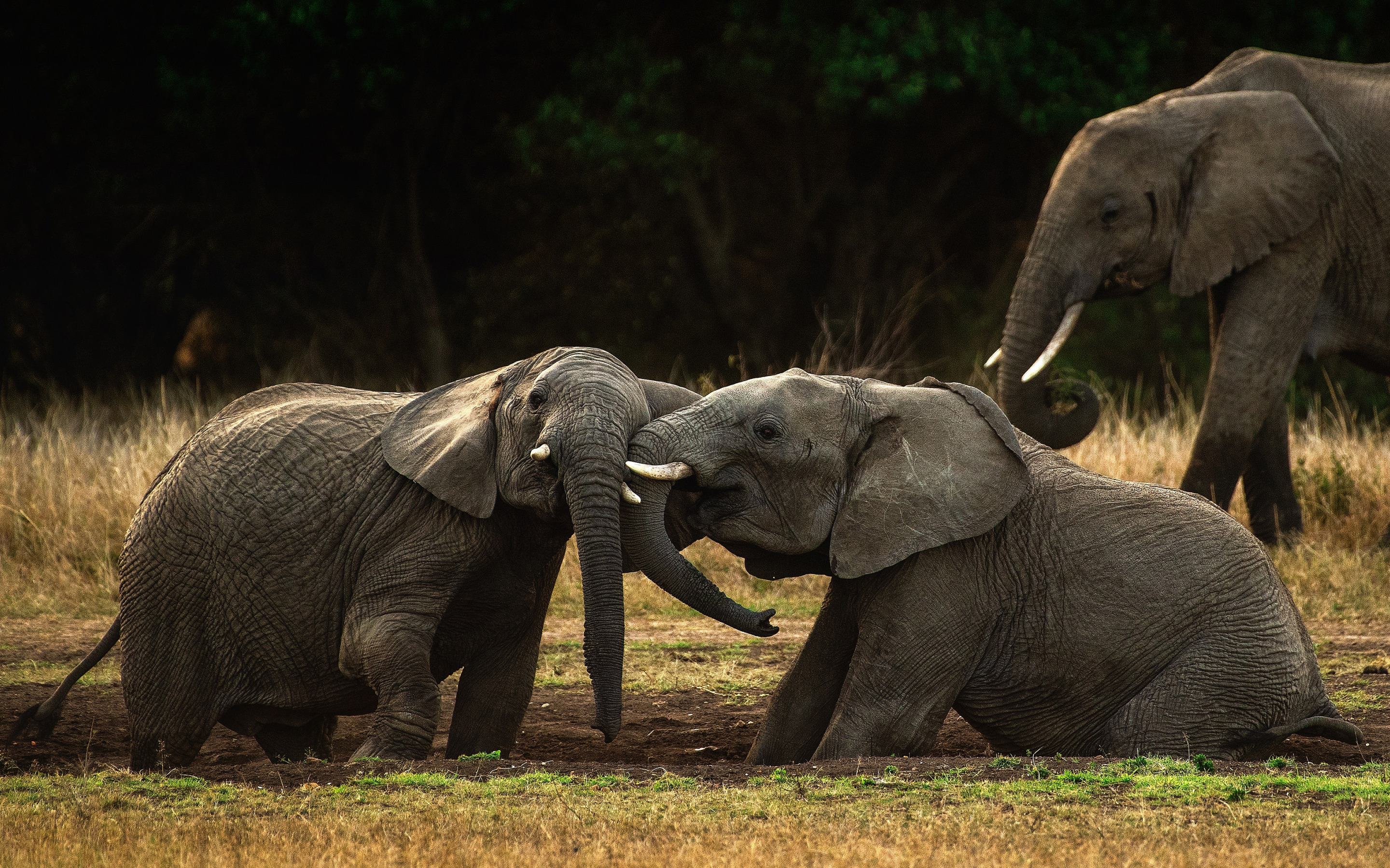 Слон. Дикие слоны. Слониха со слоненком. Семья слонов. Sister elephant