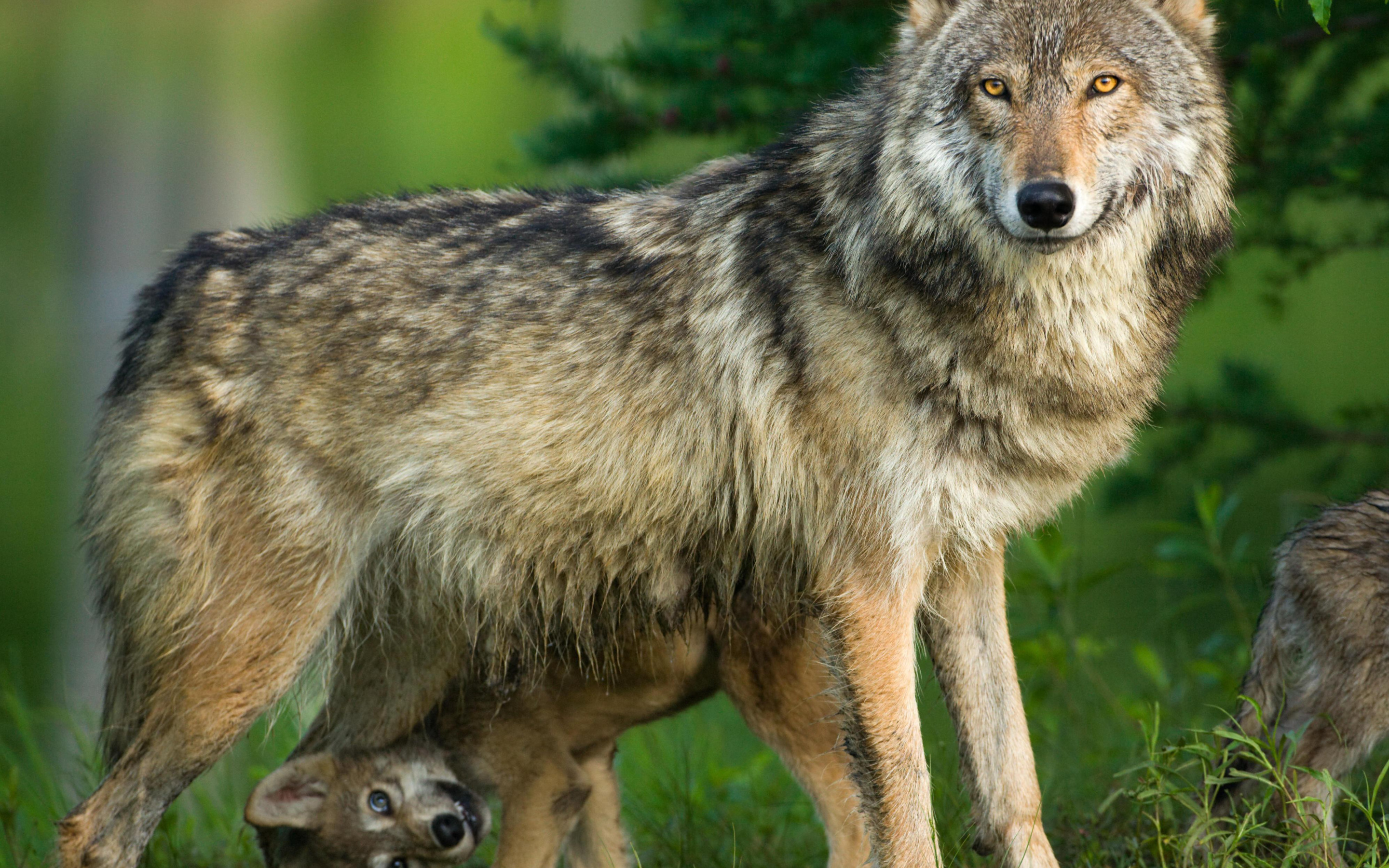 Жизнь серого волка. Среднерусский Лесной волк. Волк обыкновенный (canis Lupus). Макензийский Тундровый волк. Сибирский Лесной волк.
