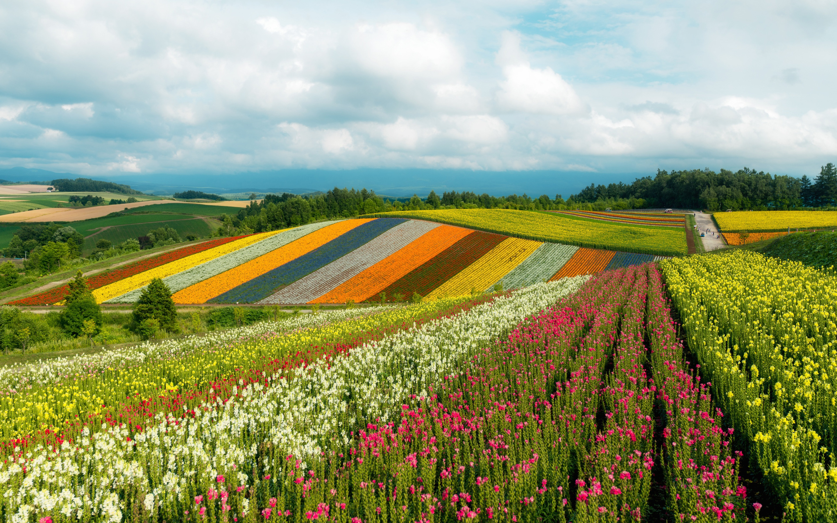 Цвет холм. Разноцветные поля Хоккайдо. Поля Хоккайдо Япония. Цветочные поля, Хоккайдо, Япония. Япония тюльпановые поля-.