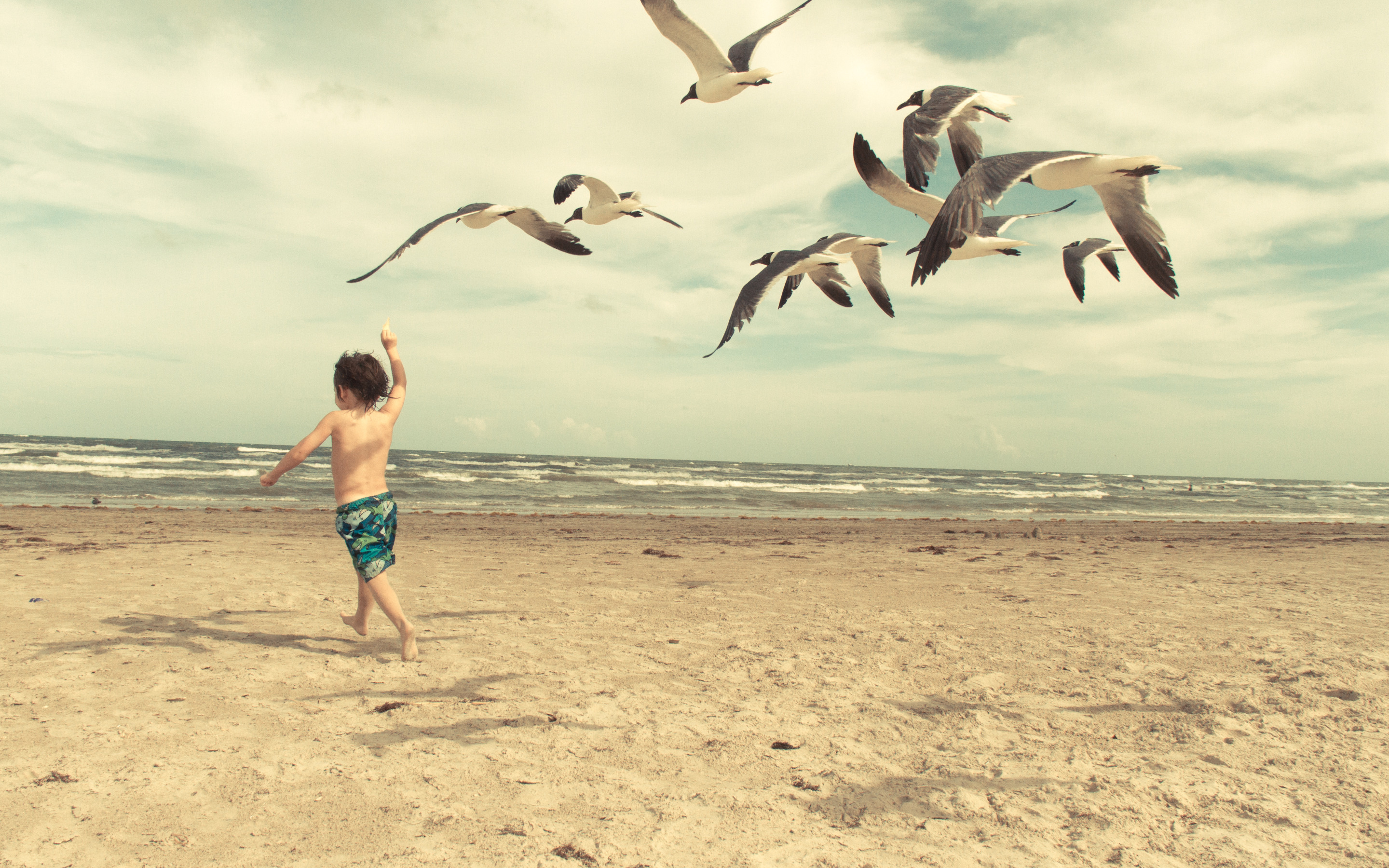 Родители дают детям корни и крылья. Чайки на пляже. Море Чайки дети. Чайки и люди. Море птицы пляж.