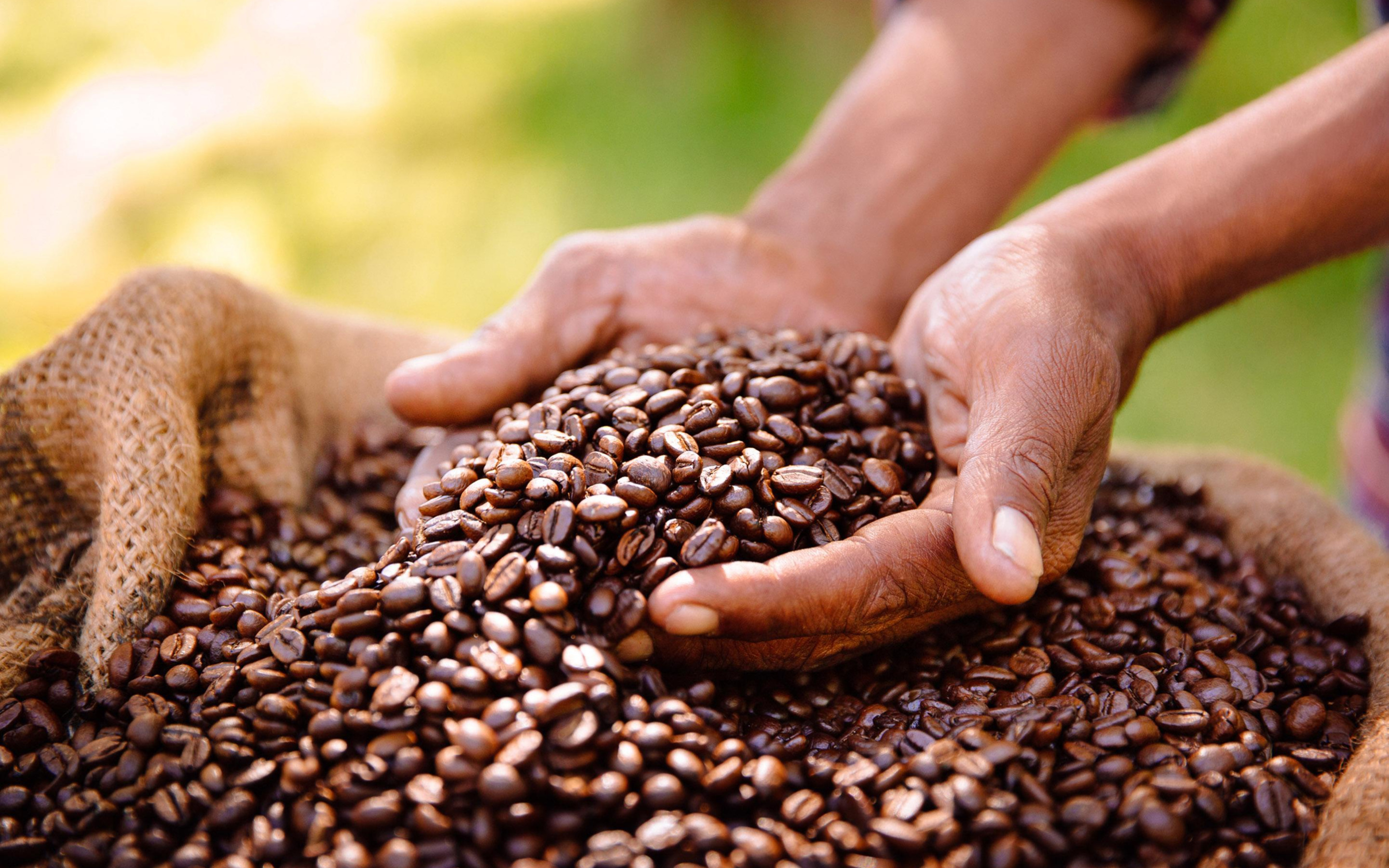 Плантации кофе в Бразилии. Кофейные зерна. Кофейные плантации. Сбор зерен кофе.