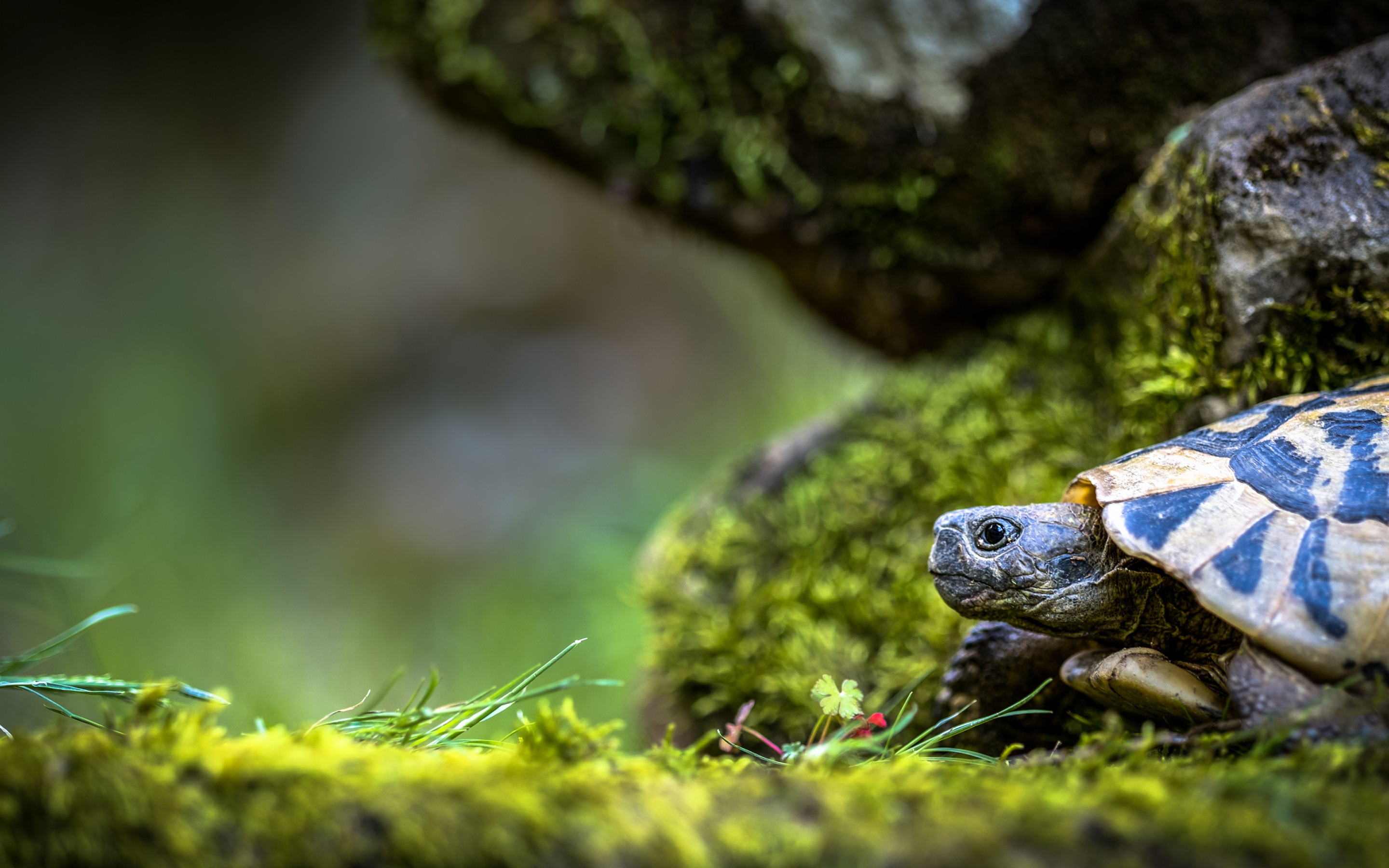 Turtle x. Черепаха пресмыкающееся. Каролинская коробчатая черепаха. Красивая черепаха. Самые красивые черепахи.