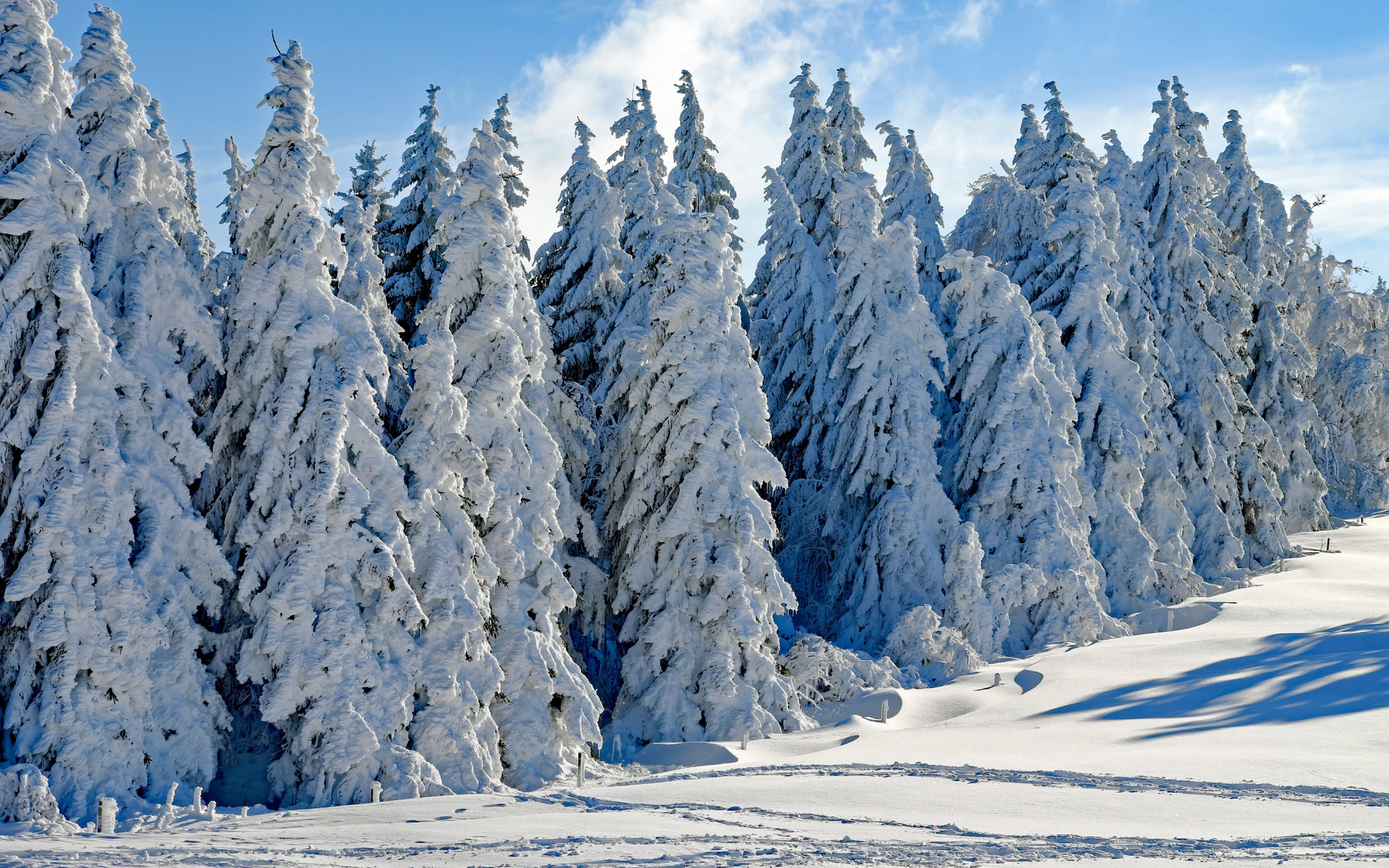 Погодные ели. Зимний лес. Зимой в лесу. Зимний еловый лес. Ель в снегу.