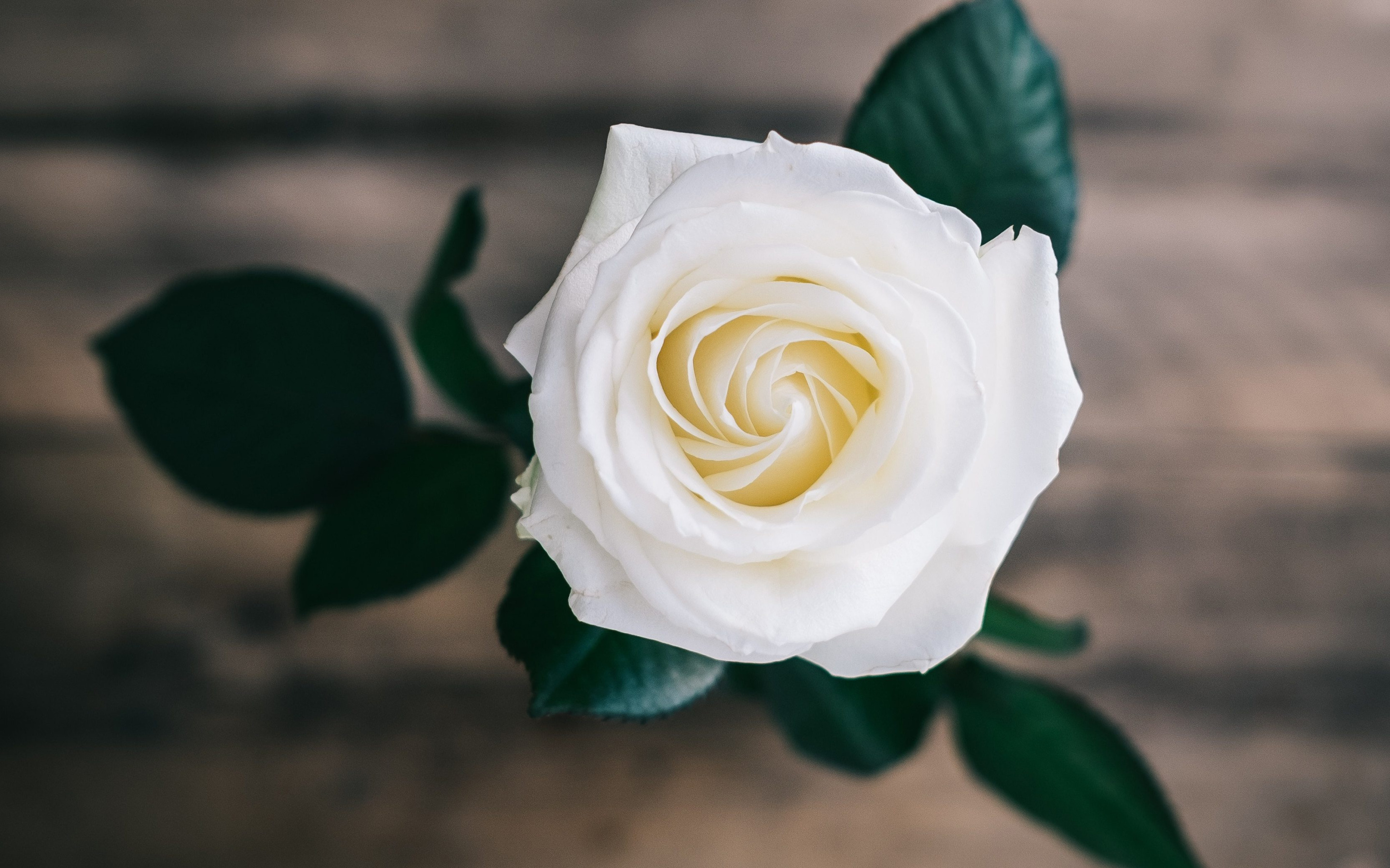 Розы бел восточная. Белые розы. Цветы белые розы. Красивые белые розы.
