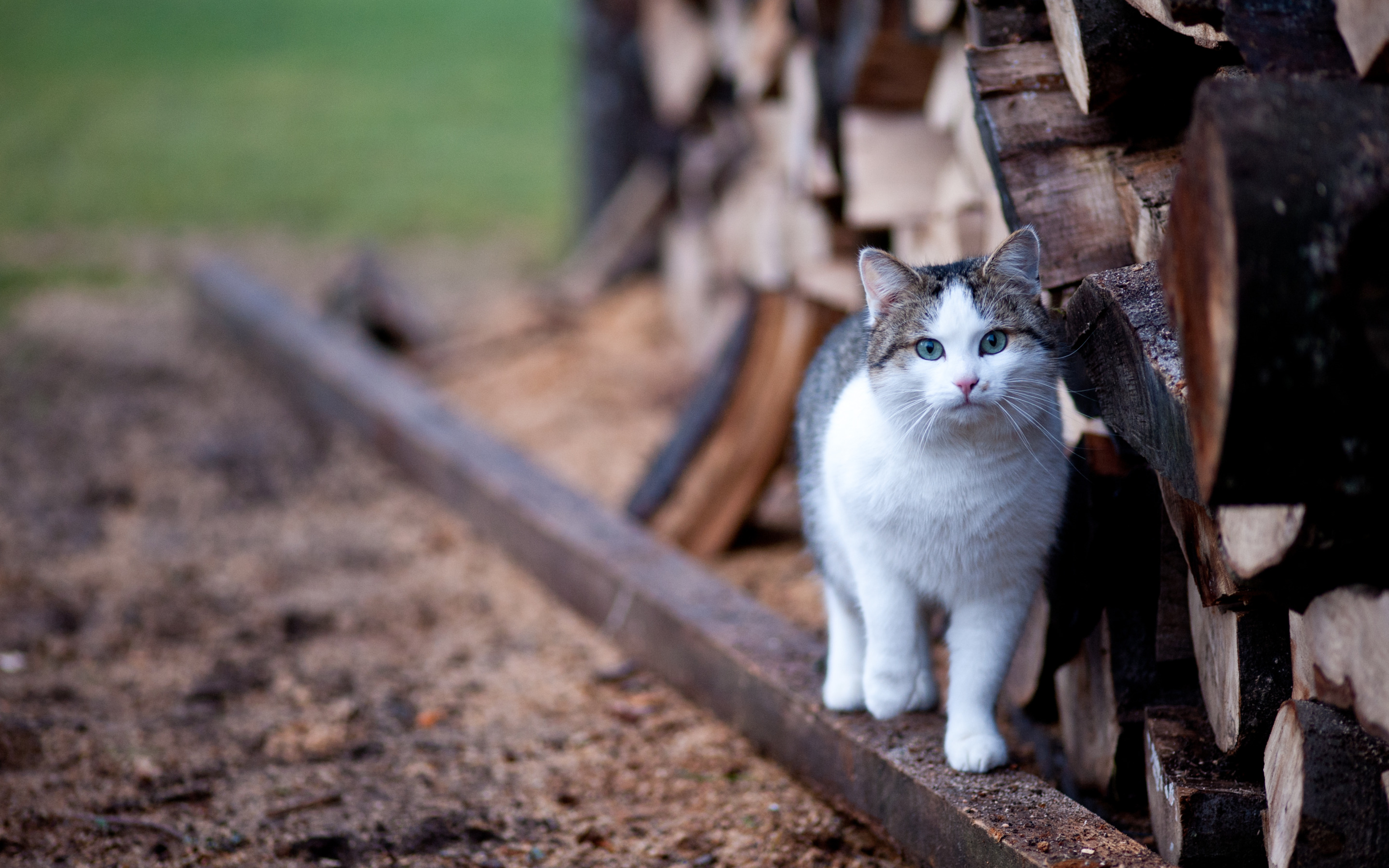 Деревенская кошка. Кошка в деревне. Кот на бревне. Кот гуляет. Черно белый кот на заборе.