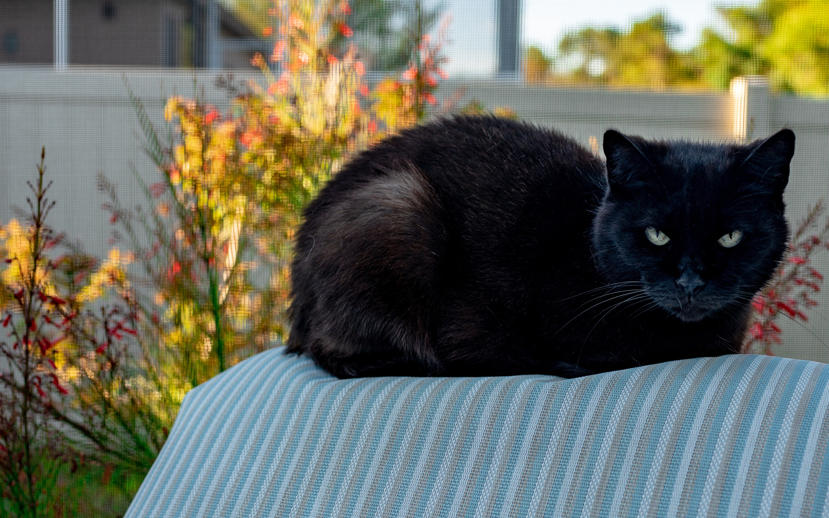Черная кошка в доме хорошо. Чёрный кот. Черная кошка с зелеными глазами. Чёрные коты с зелёными глазами. Чёрный котёнок с зелёными глазами.