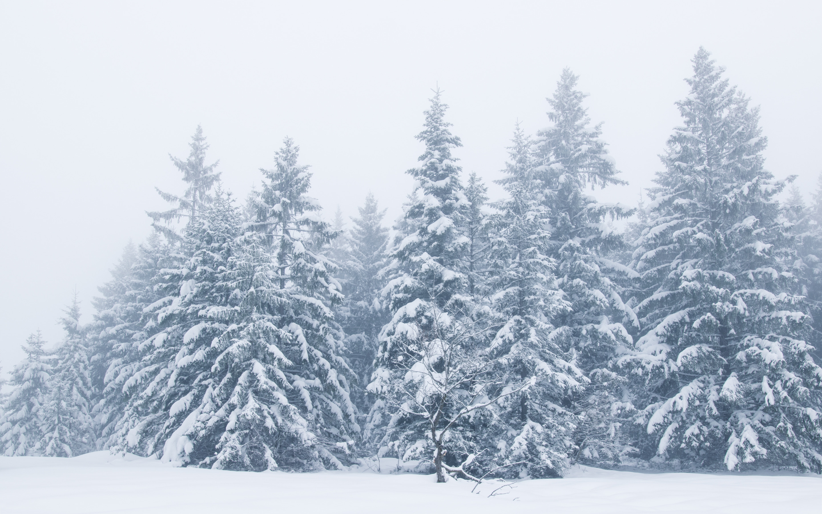Snow is beautiful. Снежный лес ели. Зимний пейзаж с елками фото. Зимний лес березы обои бесшовные. Красивое фото КАМАЗ среди елок зимой.