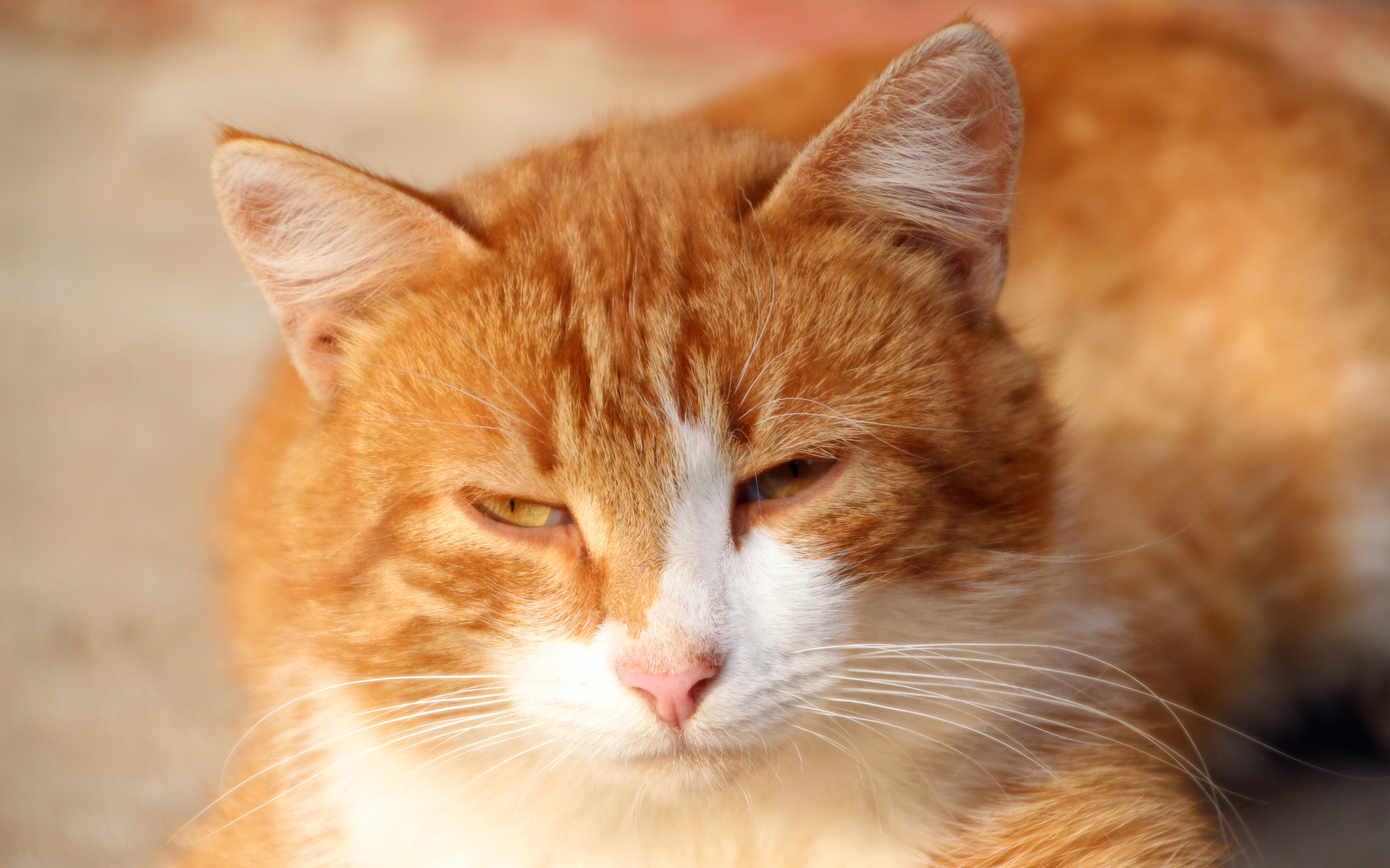 Породы кошек с рыжими глазами
