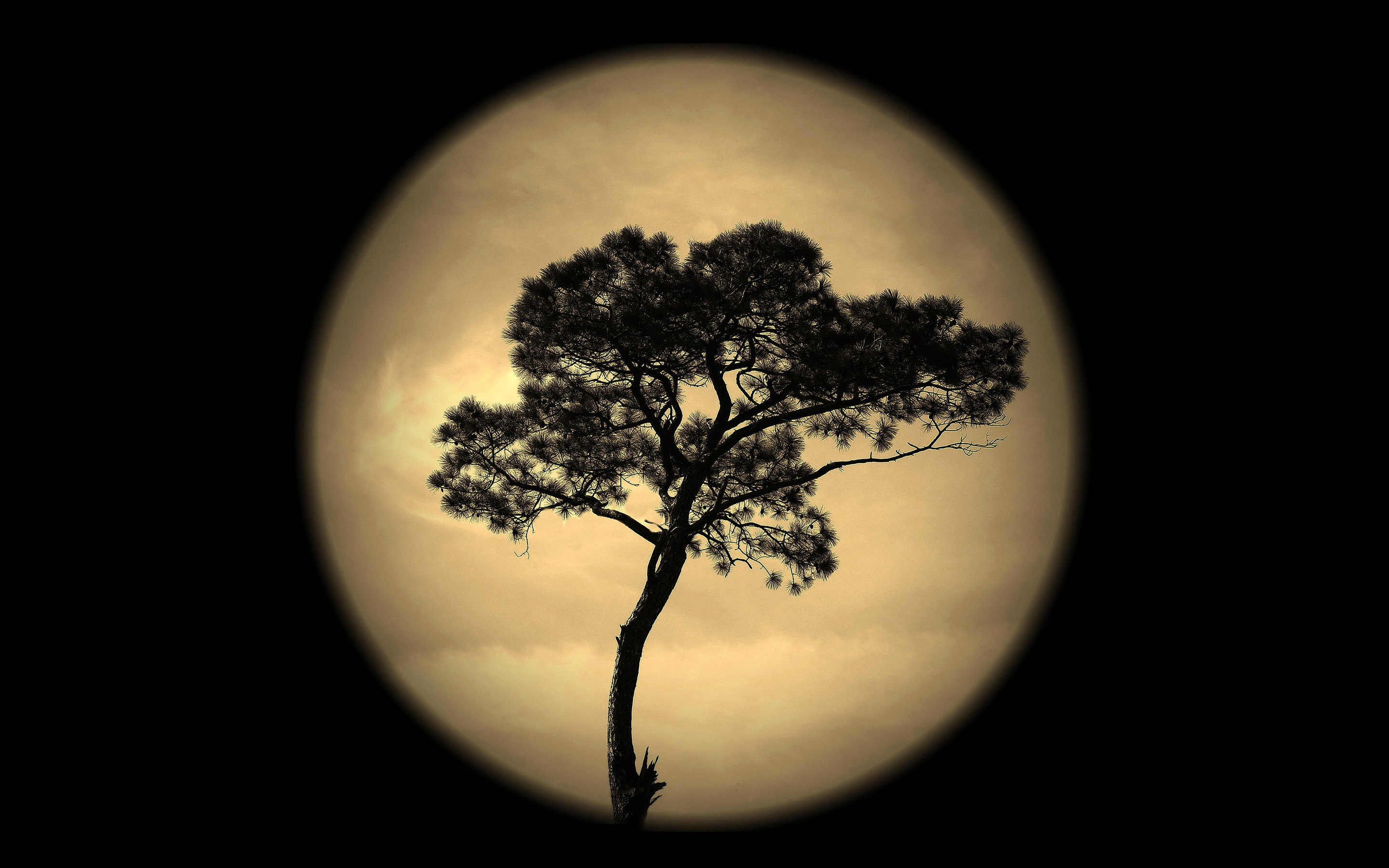 Луна сквозь деревья. Луна и дерево. Лунные деревья. Ночь Луна дерево. Сосна на фоне Луны.