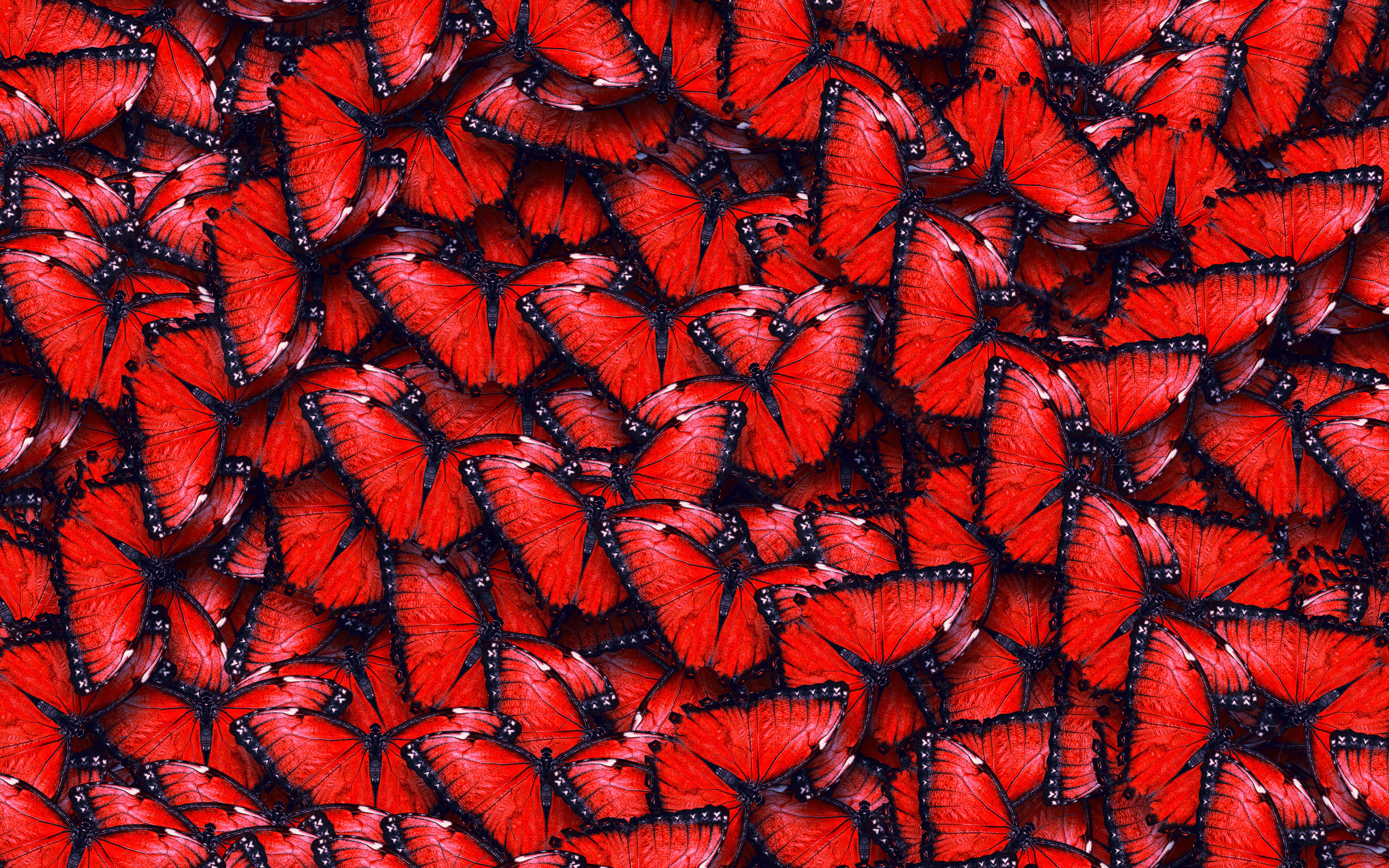 Красный необычный. Фон бабочки. Бабочка на Красном фоне. Красные картинки. Текстура бабочки.