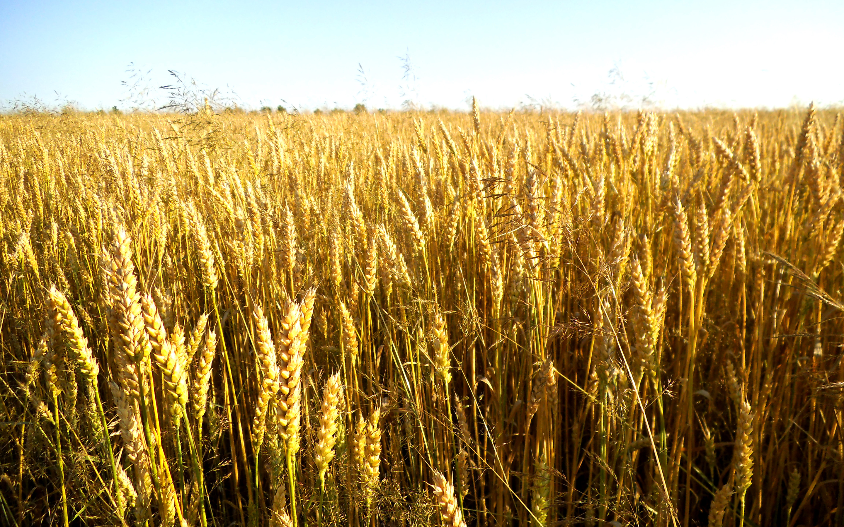 Работа пшеничное. Колос озимой пшеницы. Поле пшеницы. Злаки. Зерновые культуры поле.