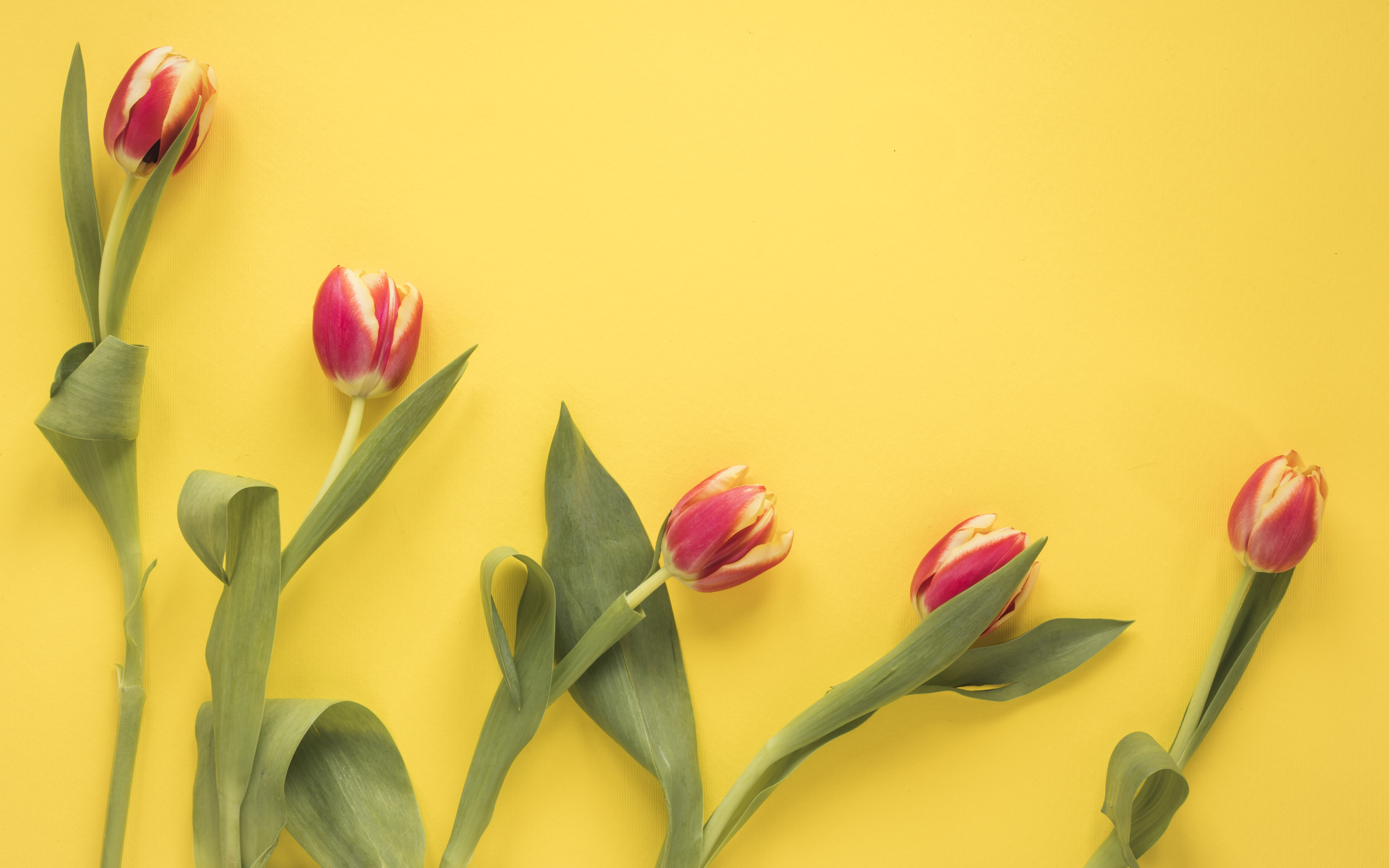 Тюльпаны минимализм. Тюльпаны фон. Тюльпаны на желтом фоне. Красные тюльпаны фон.