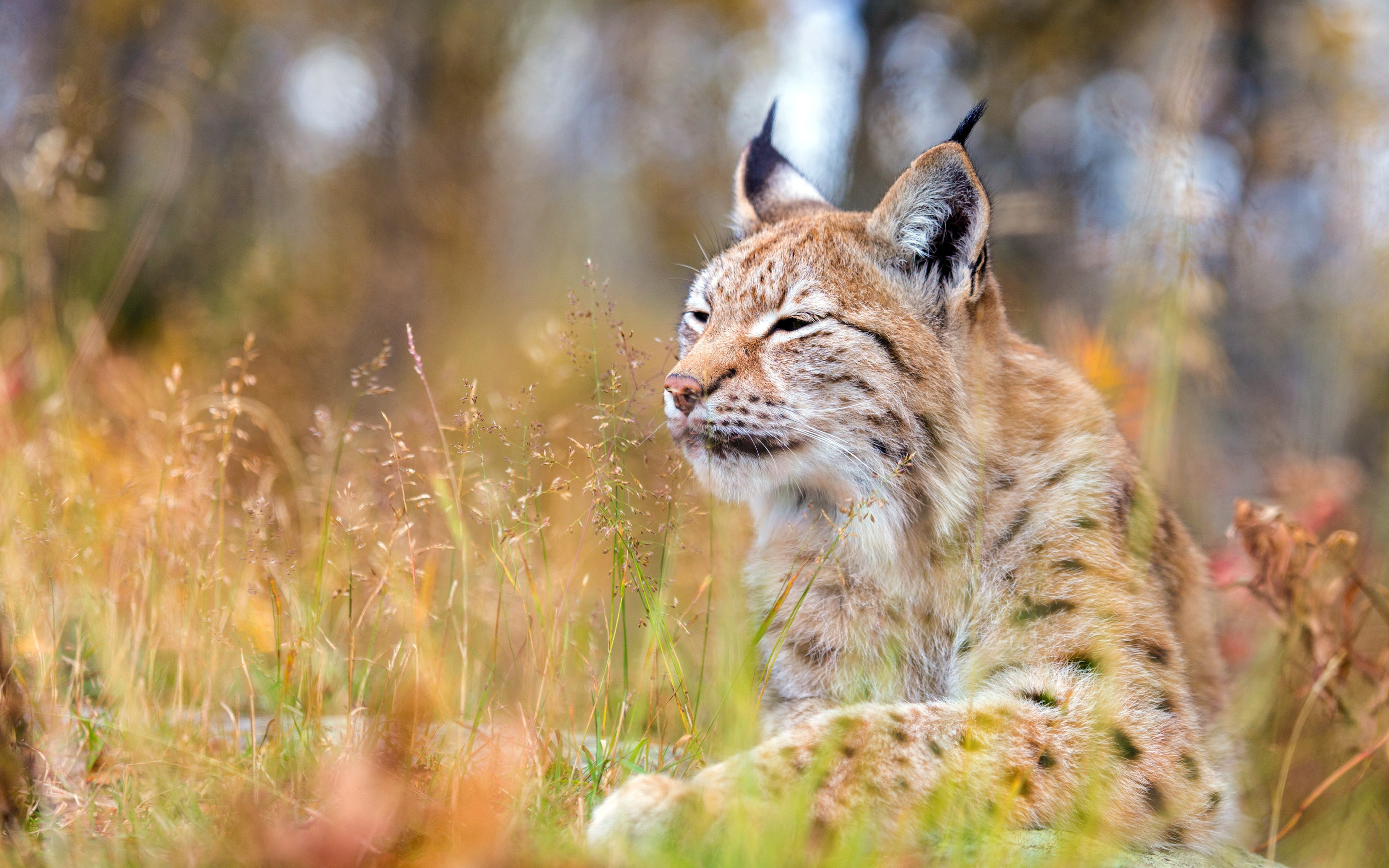 Запах рыси. Беловежская пуща Рысь. Рысь обыкновенная Lynx Lynx Linnaeus, 1758. Рысь Тигирекский заповедник. Рысь Лесная кошка.