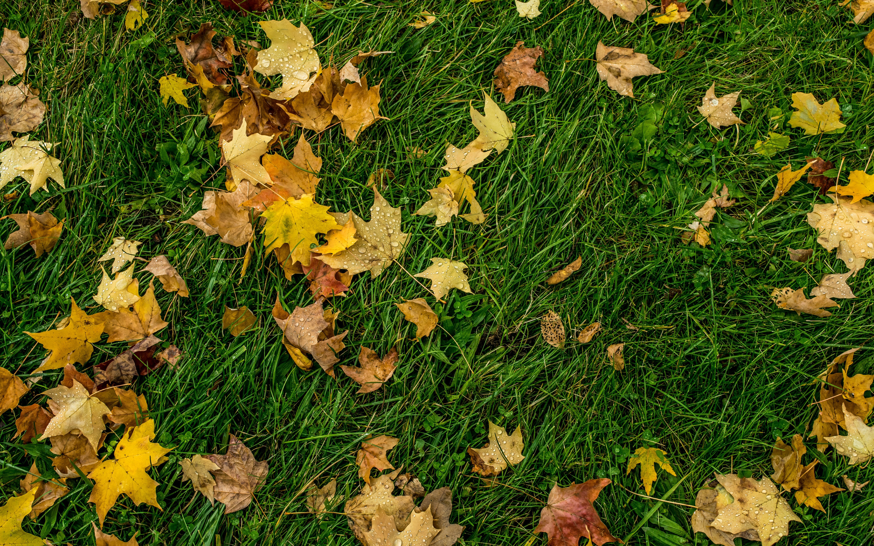 Листья желтые по краям. Листья на земле. Осенние листья. Листва на земле. Осенняя трава.