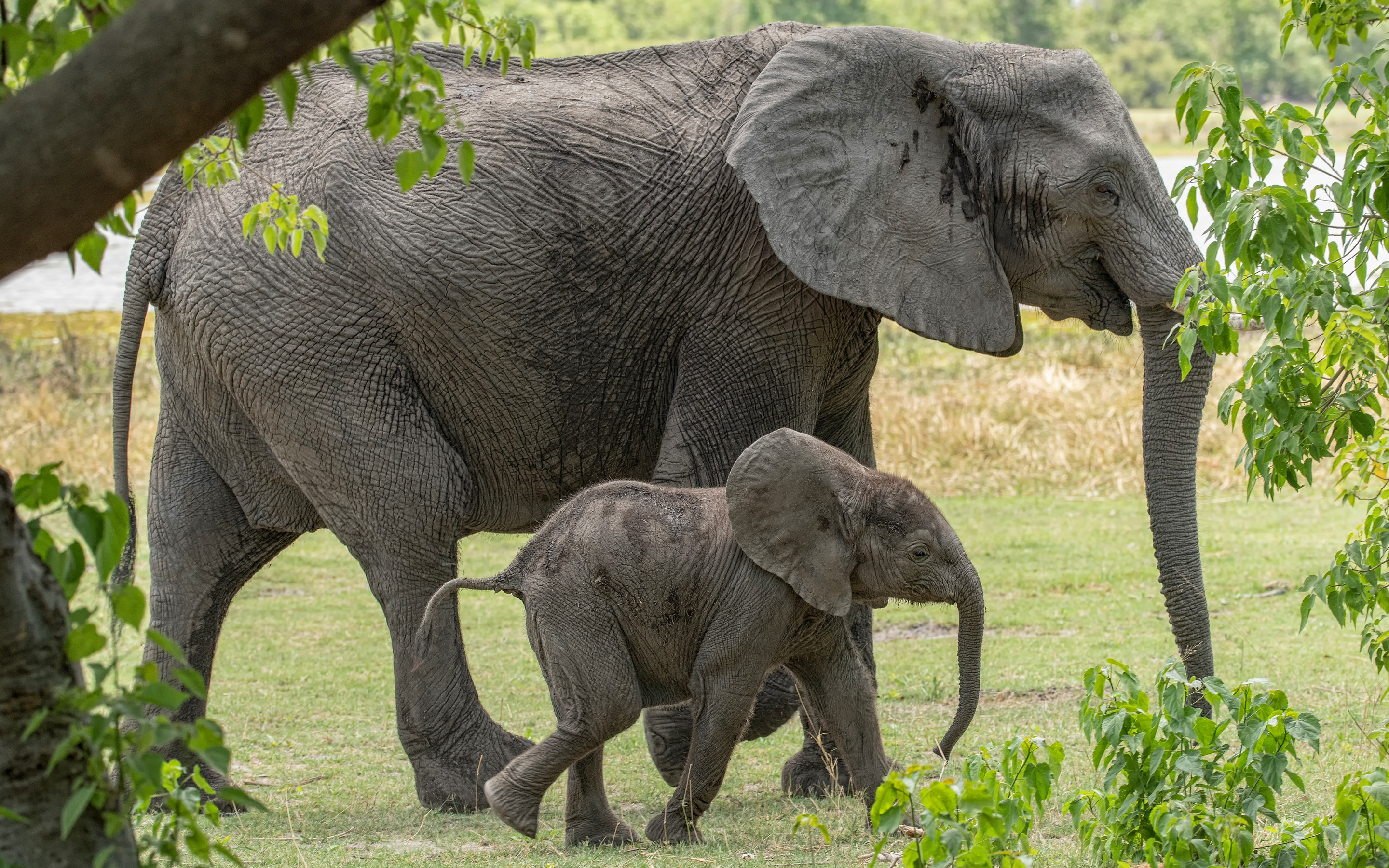 Мама про слоненка. Слон слониха Слоненок. Слон-Слоненок-Слонята. Слониха со слоненком. Слониха и Слоненок для детей.