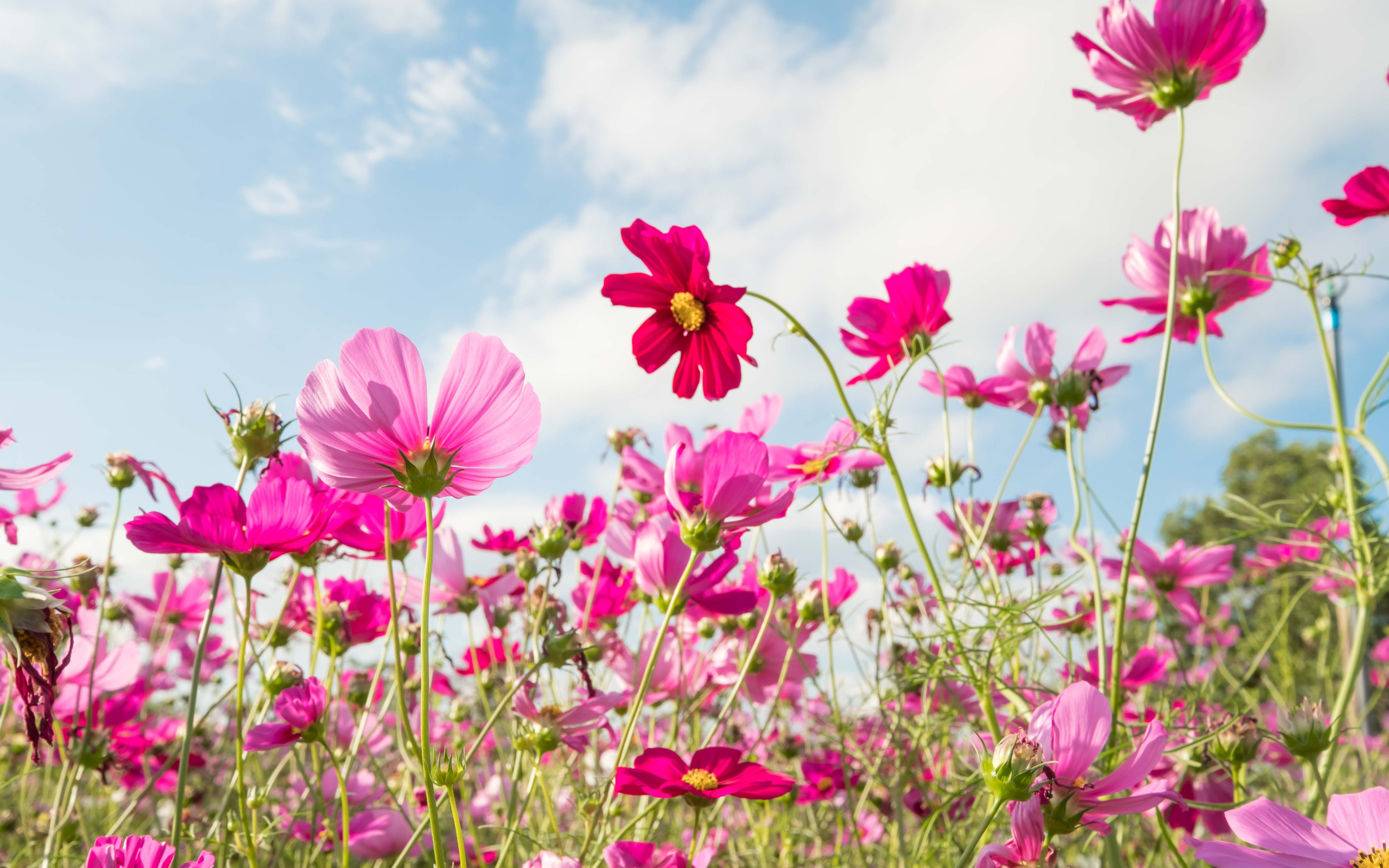 Лето цвет розовый. Саммер Филдс. Летние цветы. Лето поле цветы. Цветы летом.