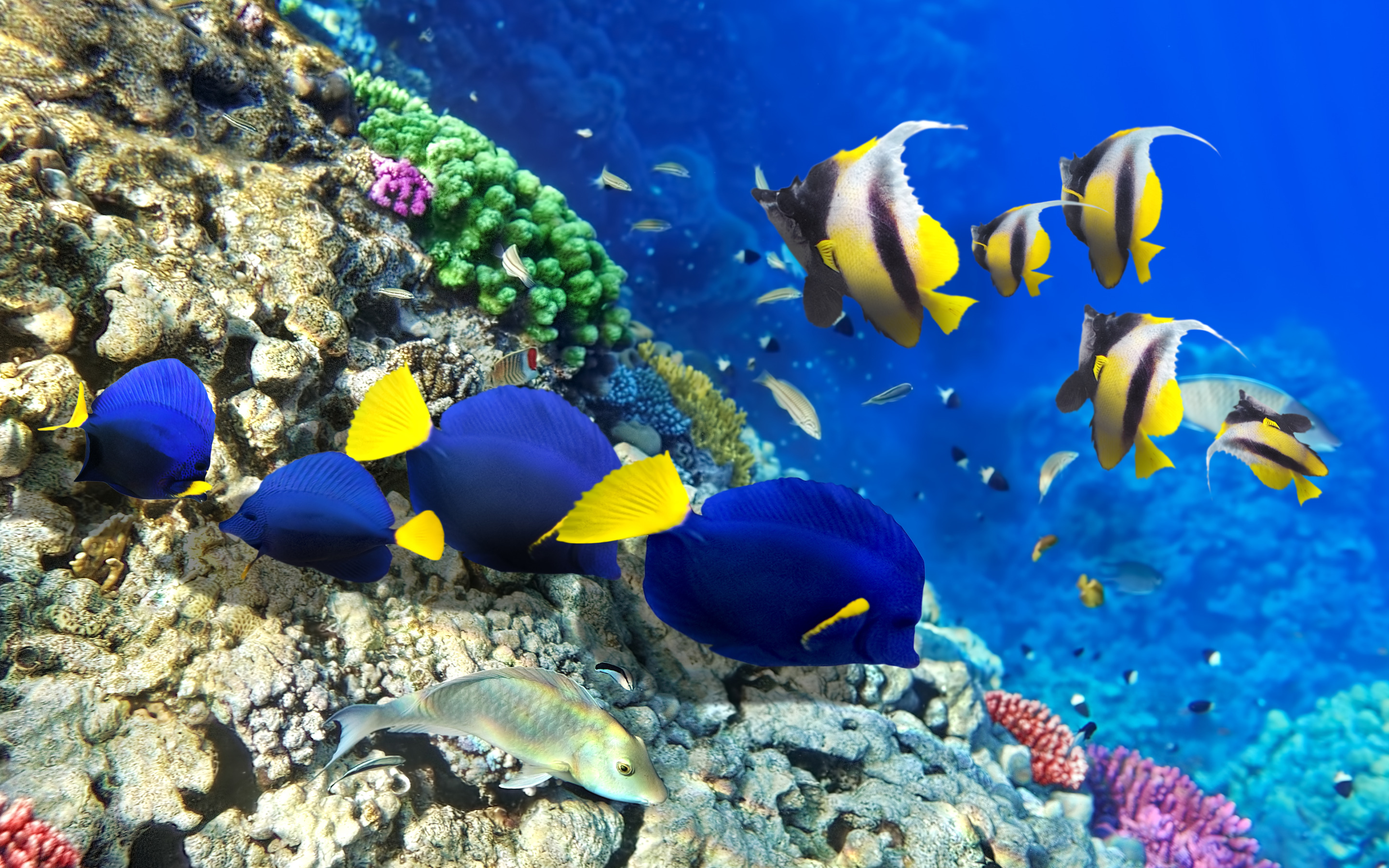 Рыбка коралловых рифов. Рифовые рыбы красного моря. Национальный морской парк Ватаму. Коралловые рифы красного моря. Рыбы кораллового рифа.