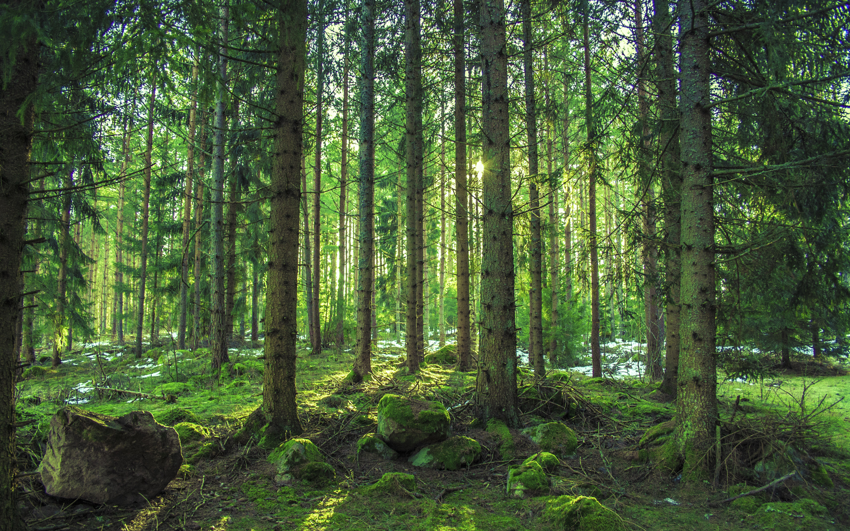 Приветливый лес. Шишкин еловый лес. Ельник Кисличник. Густой лес. Густой Сосновый лес.