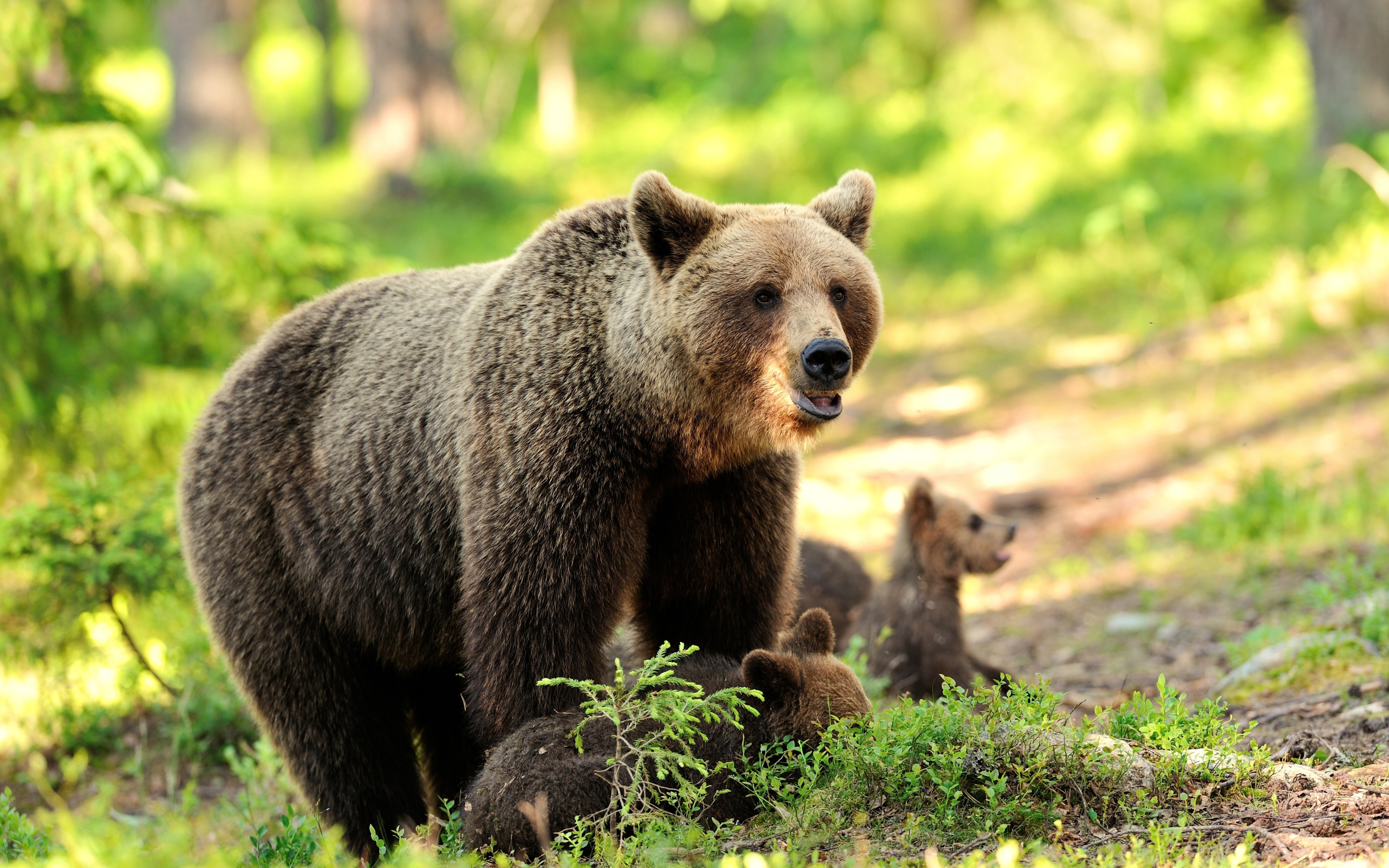 Лесные дикие звери. Уссурийский бурый медведь. Бурый медведь Уссурийская Тайга. Бурый медведь Мурманской области. Апеннинский бурый медведь.
