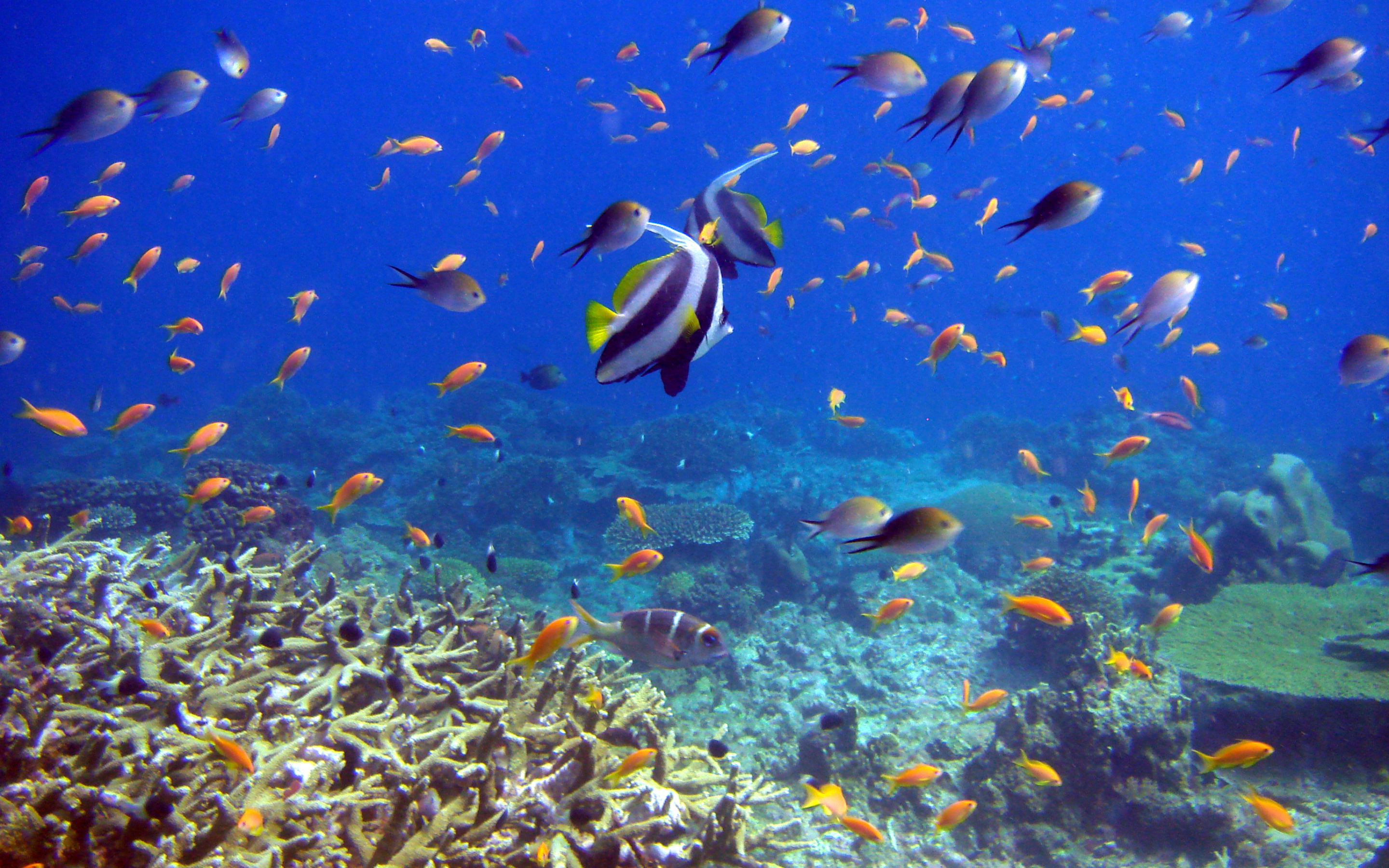 Обои на стол рыбки. Коралловый риф в Шарм Эль Шейхе. Кайо Коко коралловый риф. Подводный риф риф. Подводный риф Эль Кусейр.