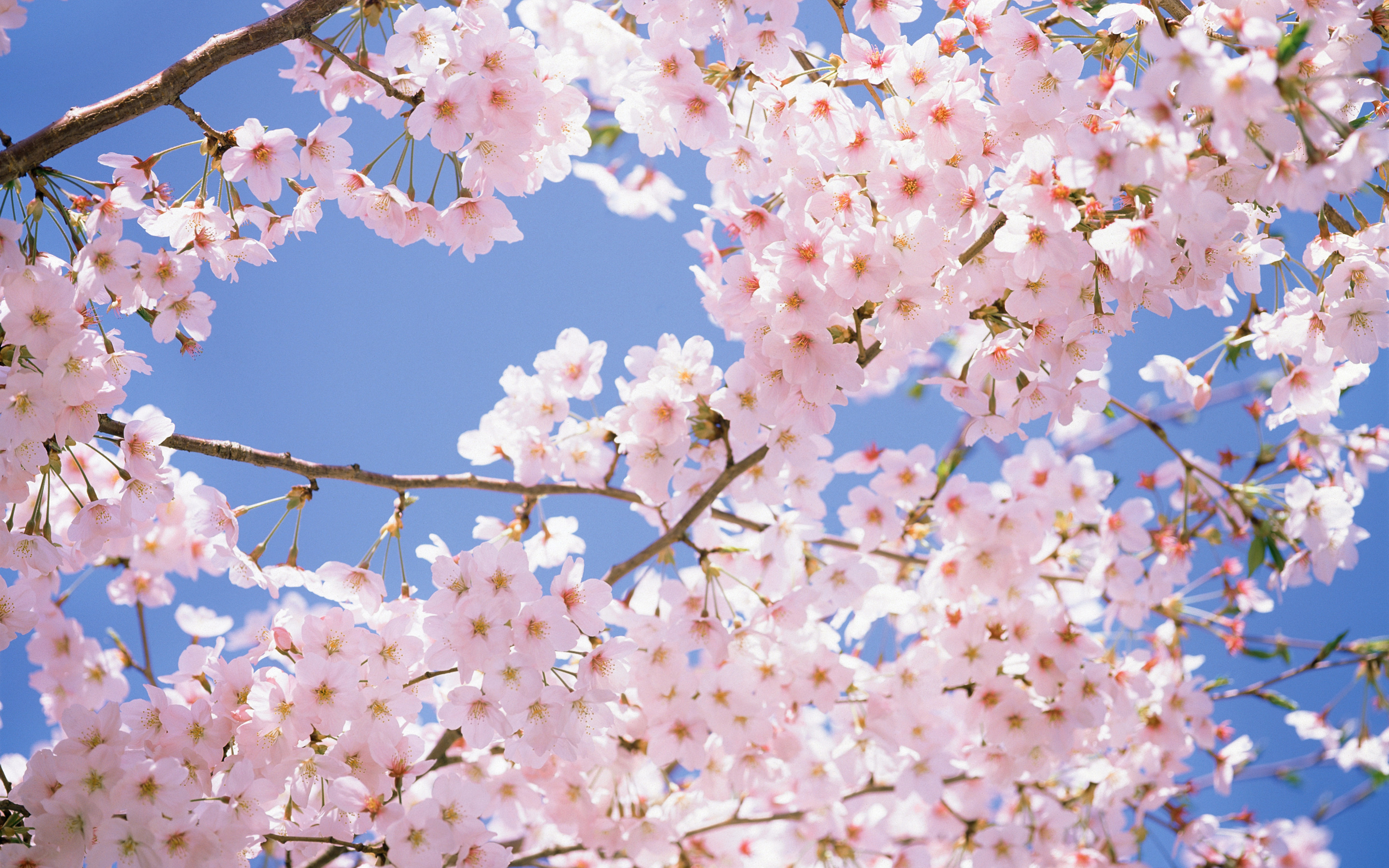 Sakura blossom. Черри блоссом. Сакура черри блоссом. Черри блоссом дерево. Сакура черри блоссом дерево.