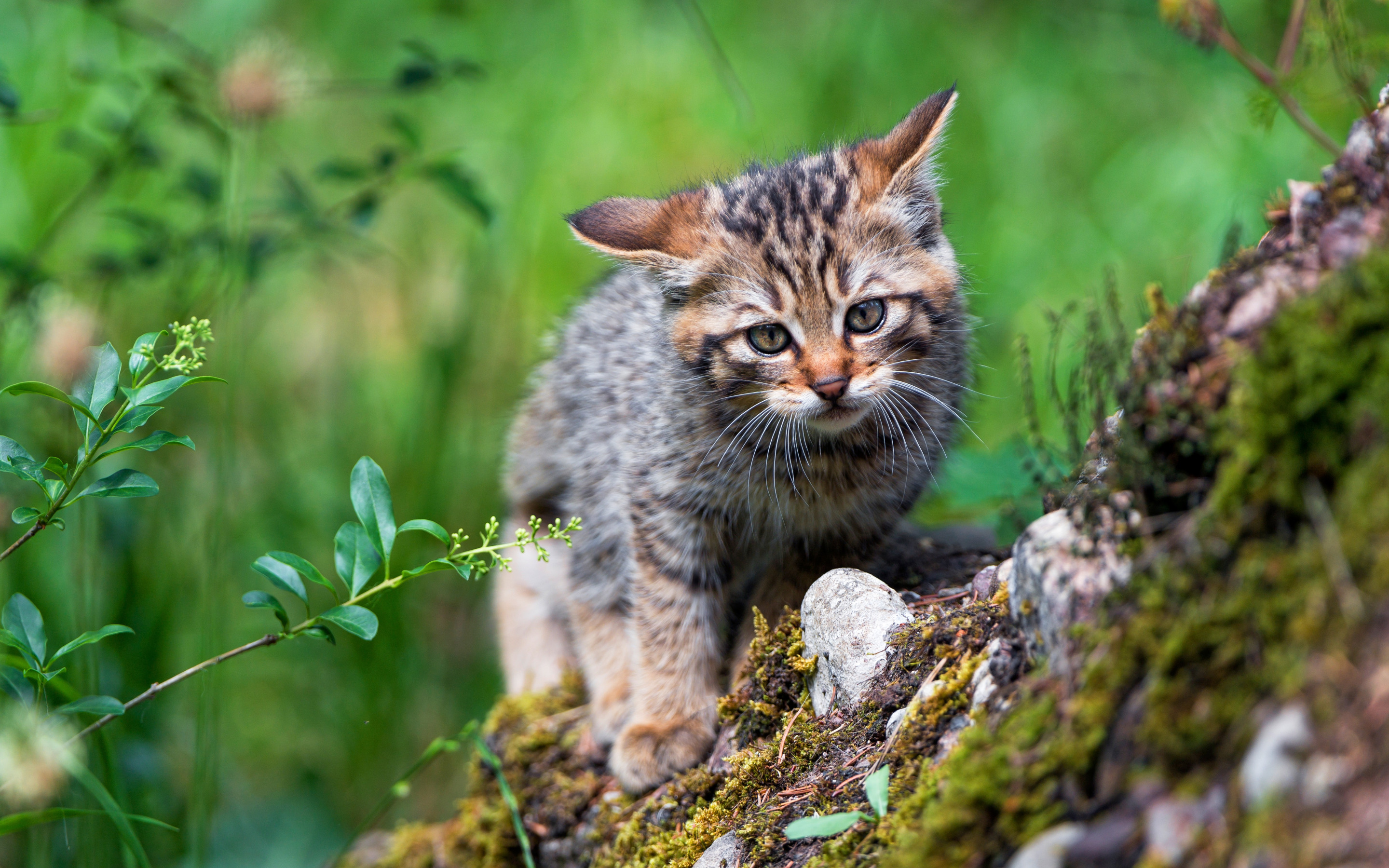 Лесная дикая кошка в экосистеме. Европейский Лесной кот камышовый. Европейский Лесной кот котенок. Кавказская Лесная кошка котята. Дикая Лесная кошка.