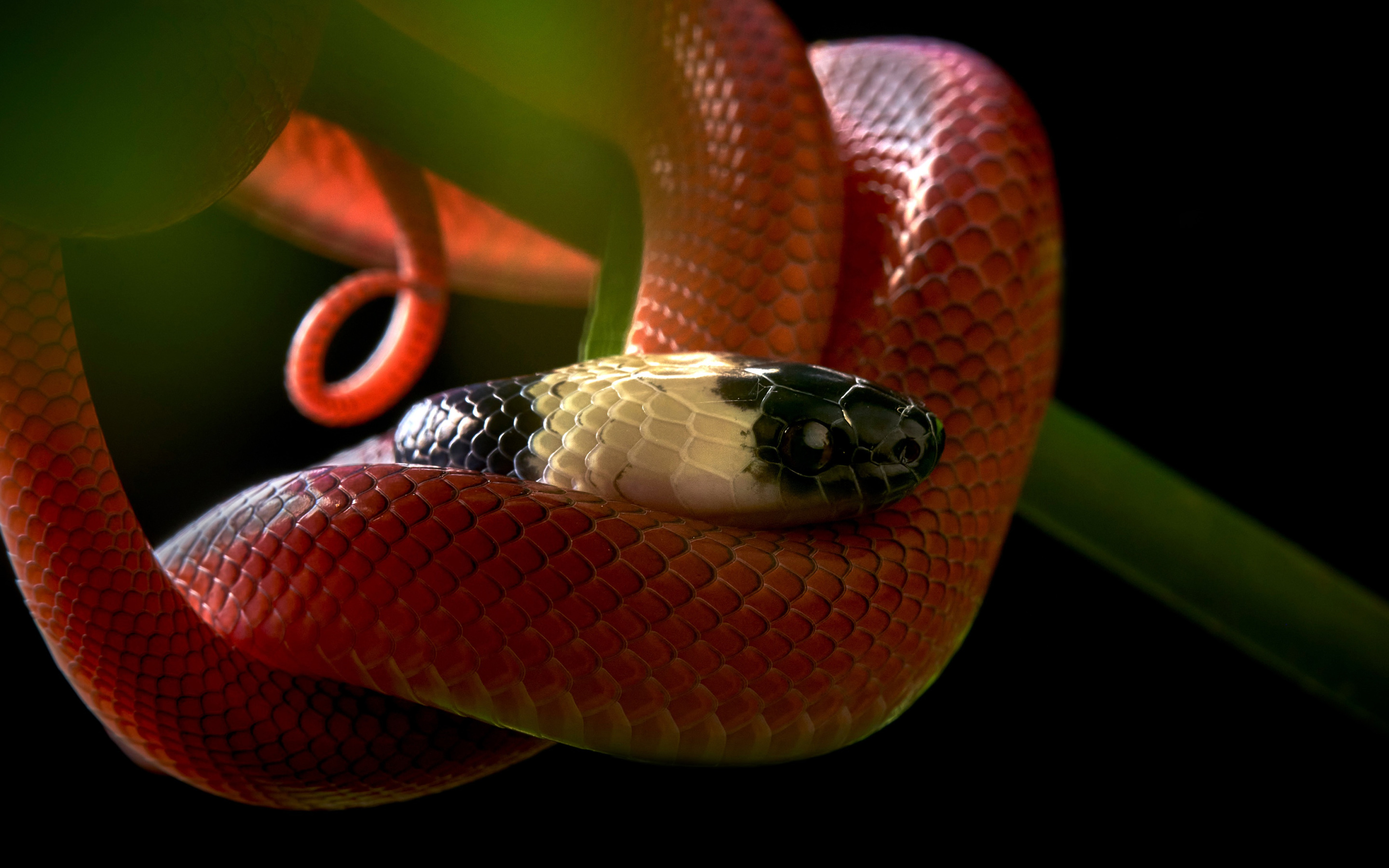 Красная рептилия. Змея. Коралловый Аспид. Королевская змея. Розовые змеи.