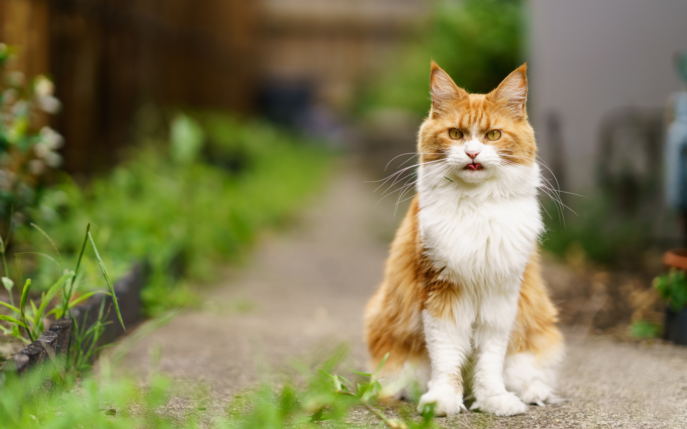 3 кота летние. Рыжий кот на улице. Рыжий котенок дворовый сидит. Кот летний сидячий. Фото котов летом.